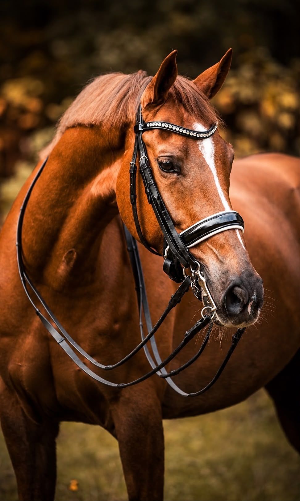 Schoolmaster te koop