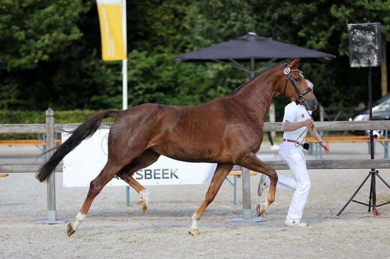 KWPN dressuurpaard Hengst 0 Jahre alt zwart zu verkaufen - Foto 2
