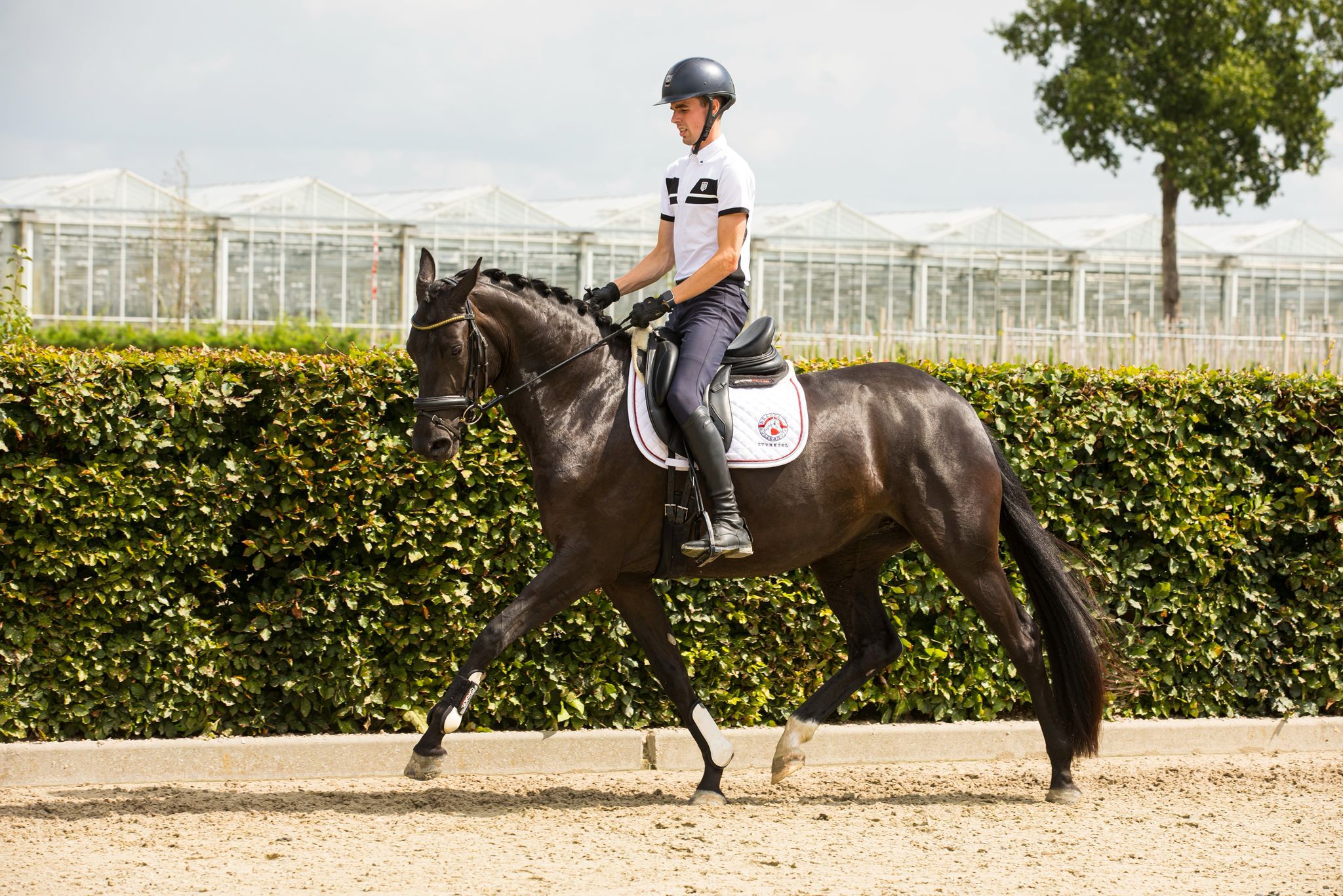 kwpn dressuurpaard merrie 3 anni zwart in vendita - Foto 3