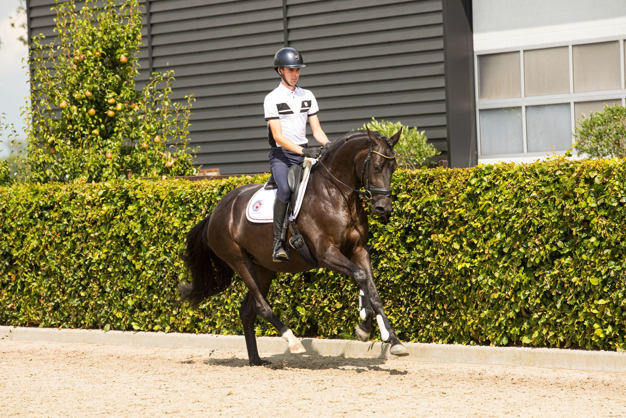 kwpn dressuurpaard merrie 3 anni zwart in vendita - Foto 2