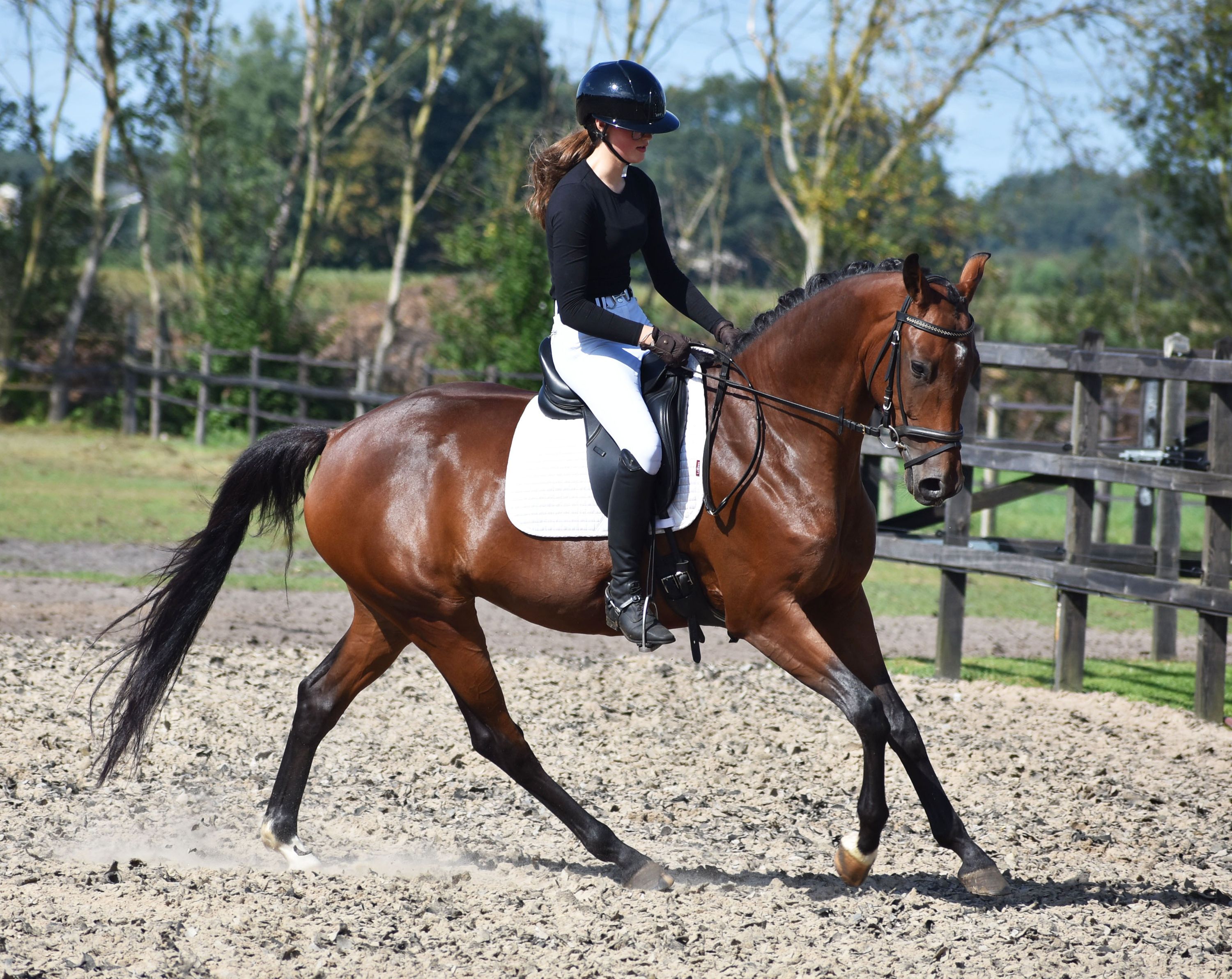 kwpn dressuurpaard merrie 4 Jahre alt donkerbruin zu verkaufen - Foto 2