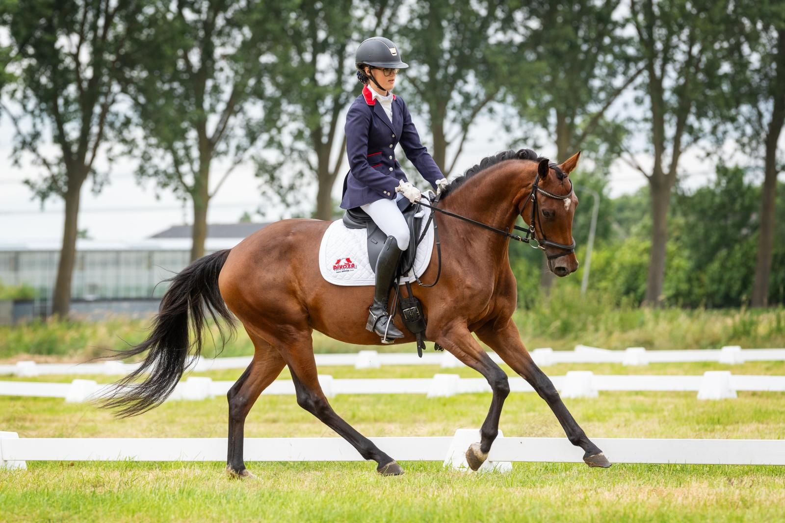 kwpn dressuurpaard merrie 4 Jahre alt donkerbruin zu verkaufen - Foto 3