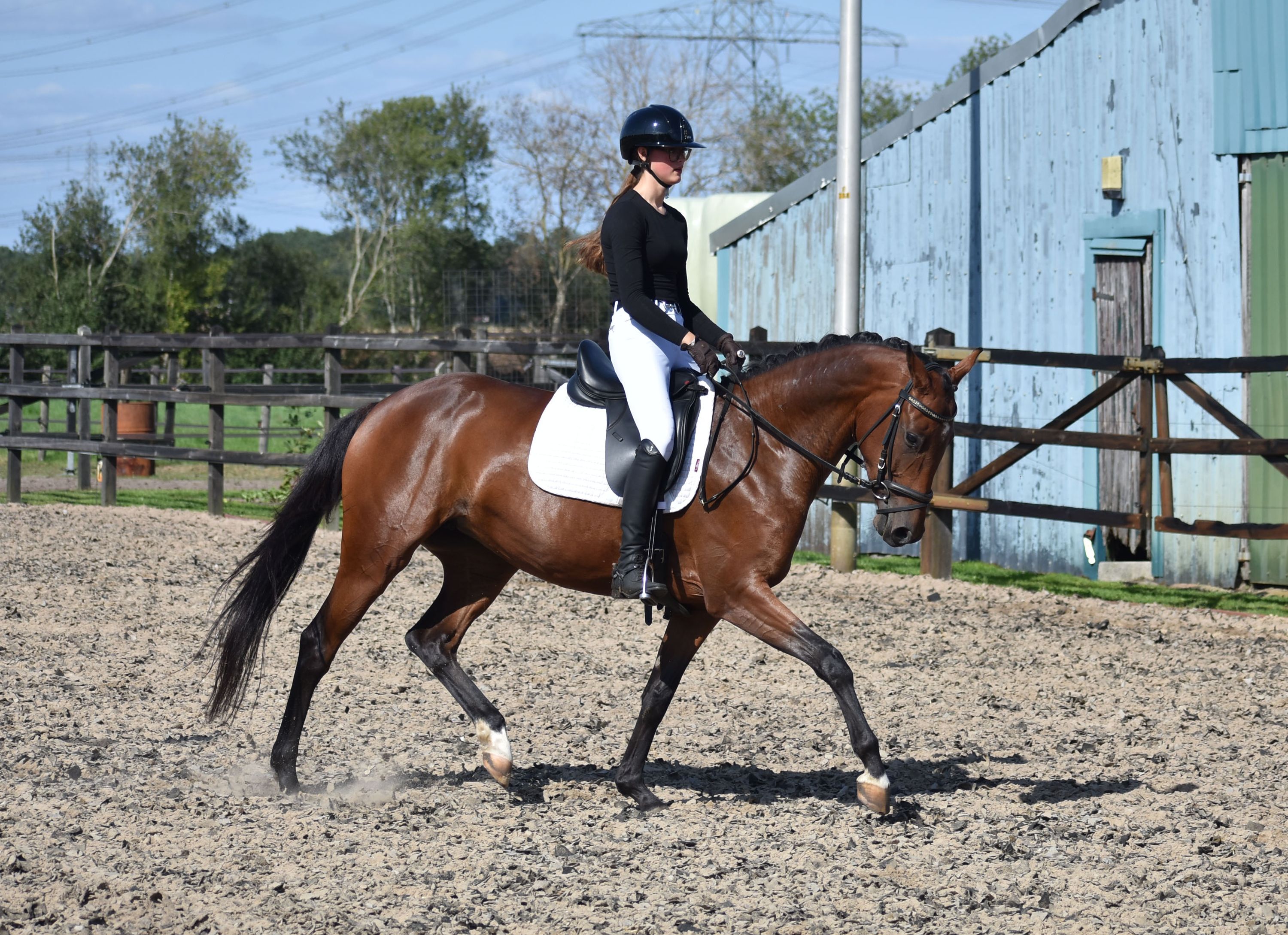kwpn dressuurpaard merrie 4 Jahre alt donkerbruin zu verkaufen - Foto 4