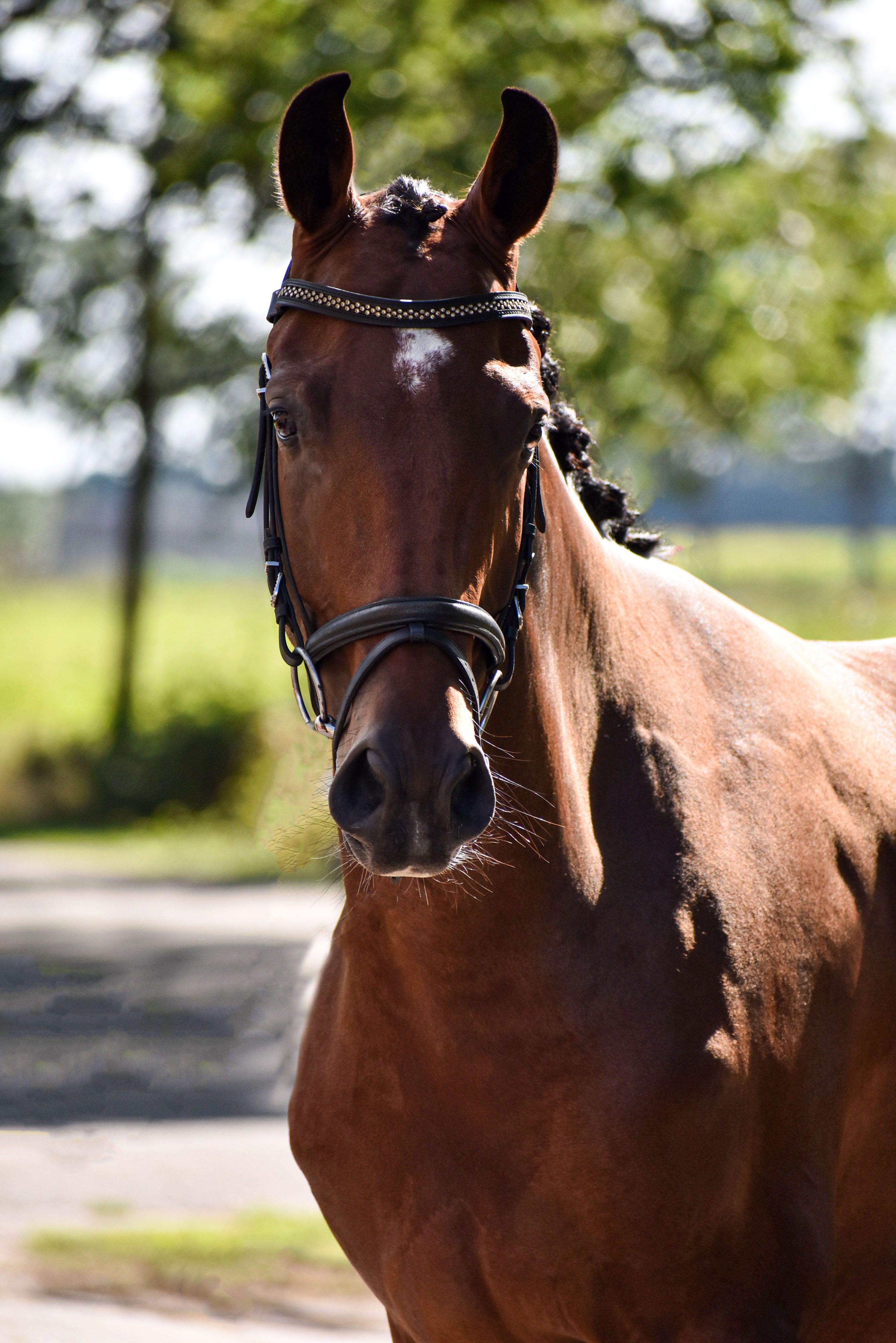 kwpn dressuurpaard merrie 4 Jahre alt donkerbruin zu verkaufen - Foto 5