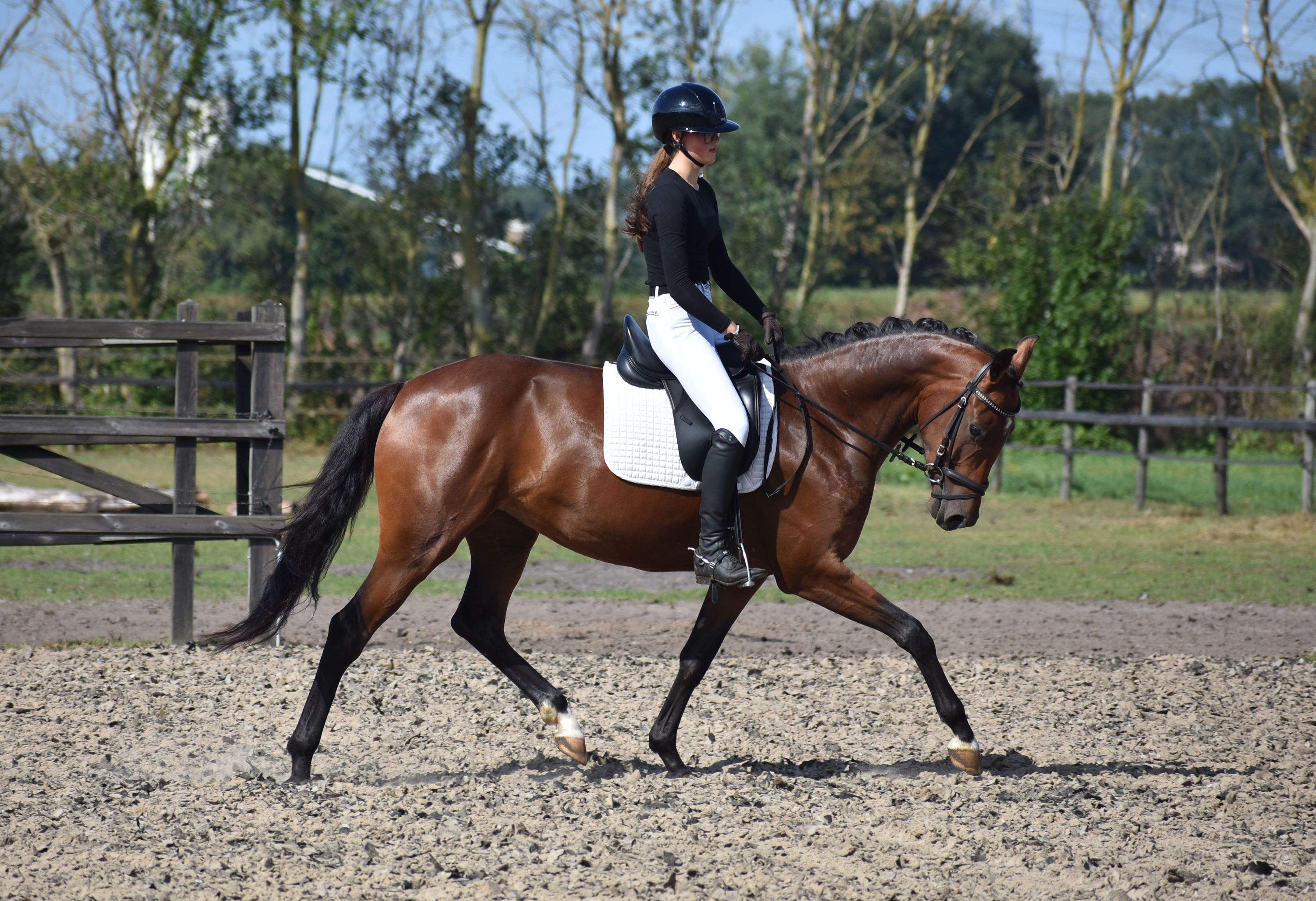 kwpn dressuurpaard merrie 4 Jahre alt donkerbruin zu verkaufen - Foto 6
