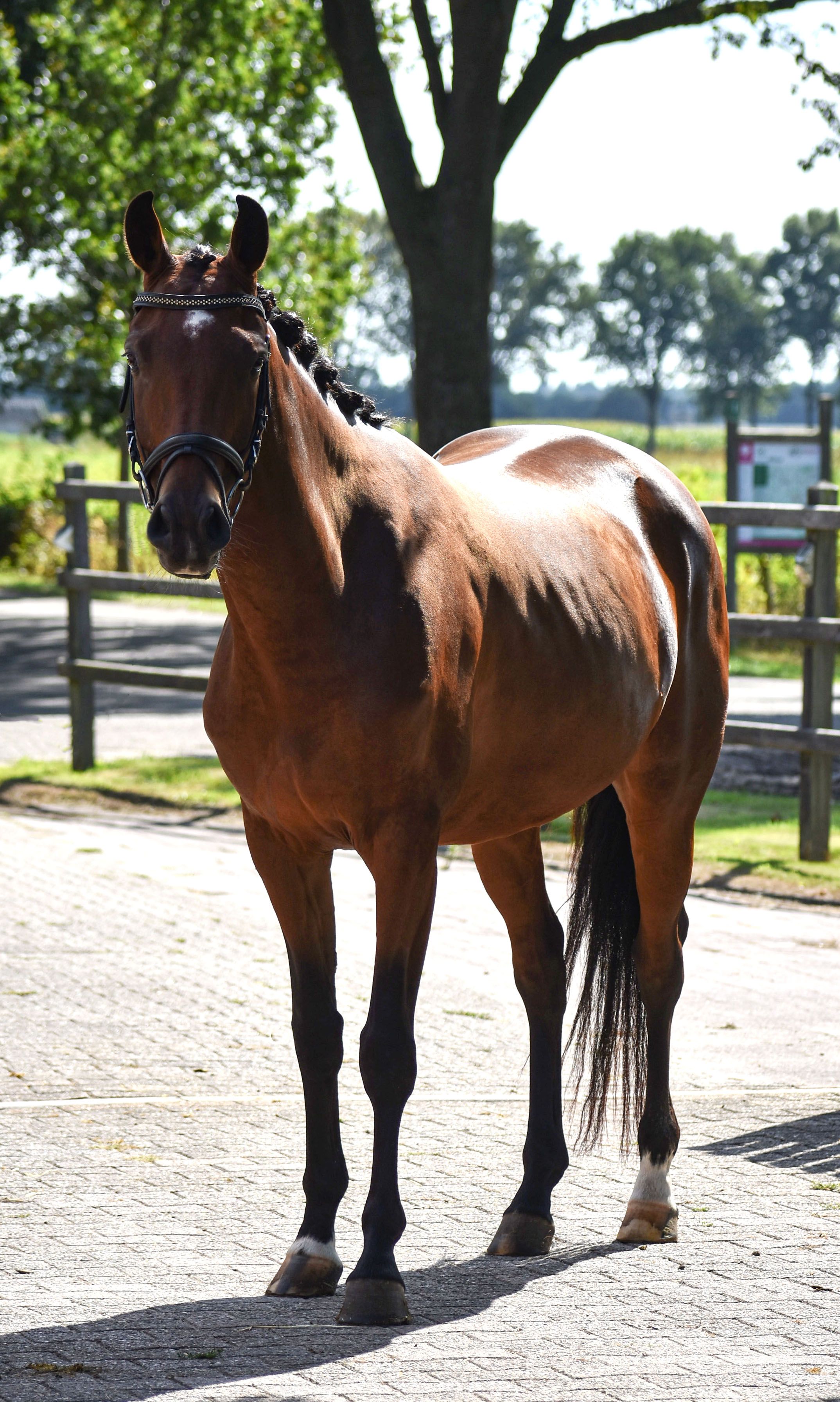 Talentvolle dressuur merrie