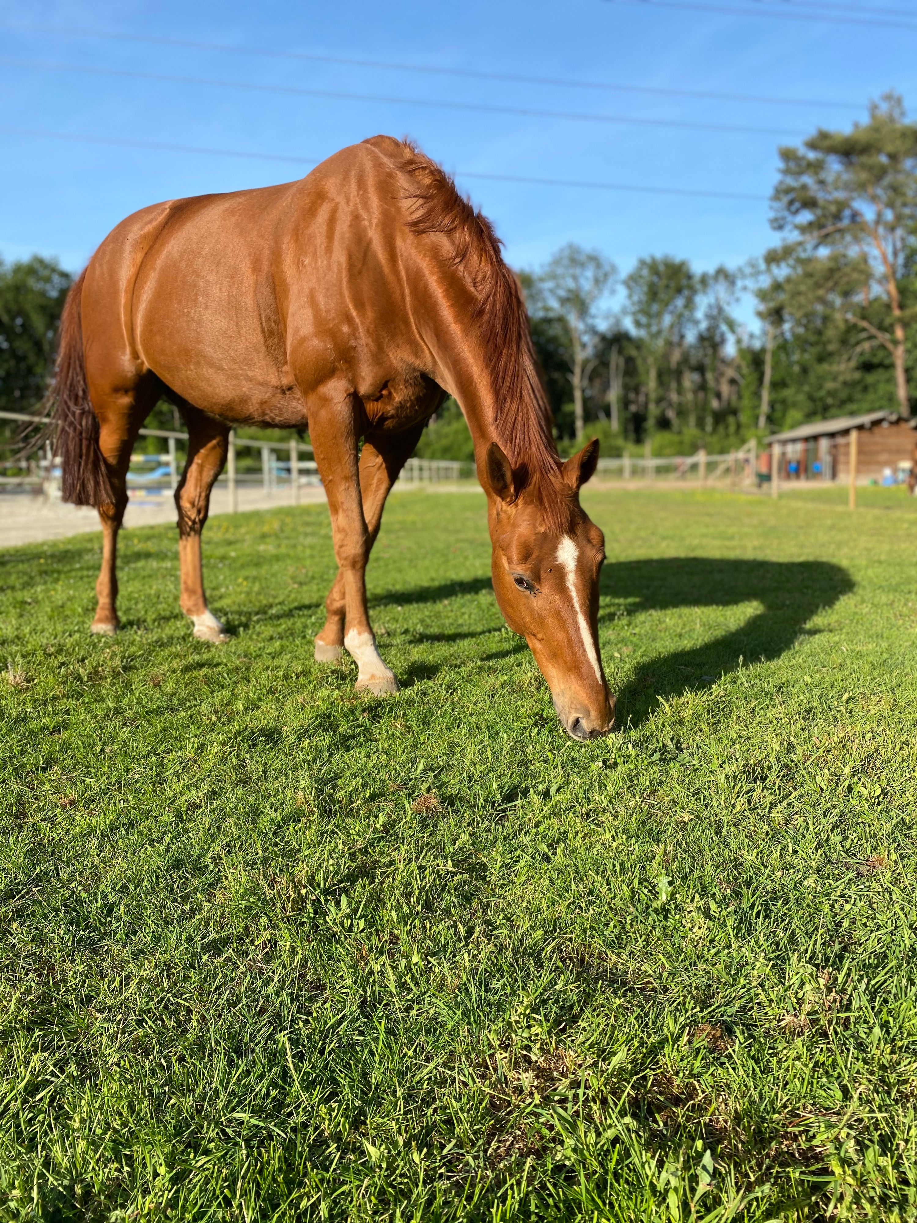 recreatie-paard merrie 21 Jahre alt vos zu verkaufen - Foto 4