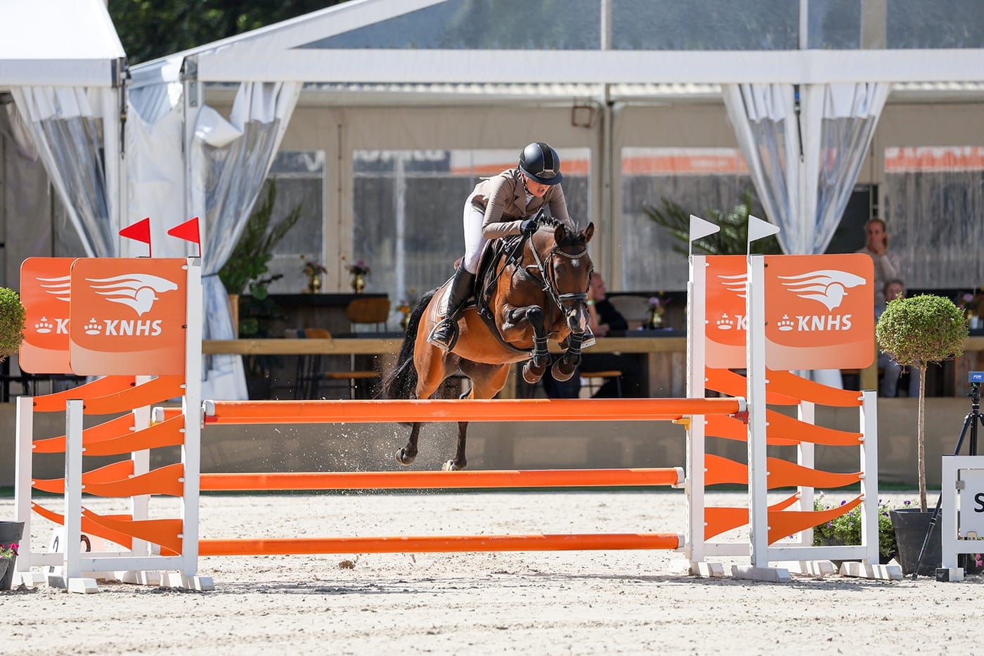 Talented sport pony