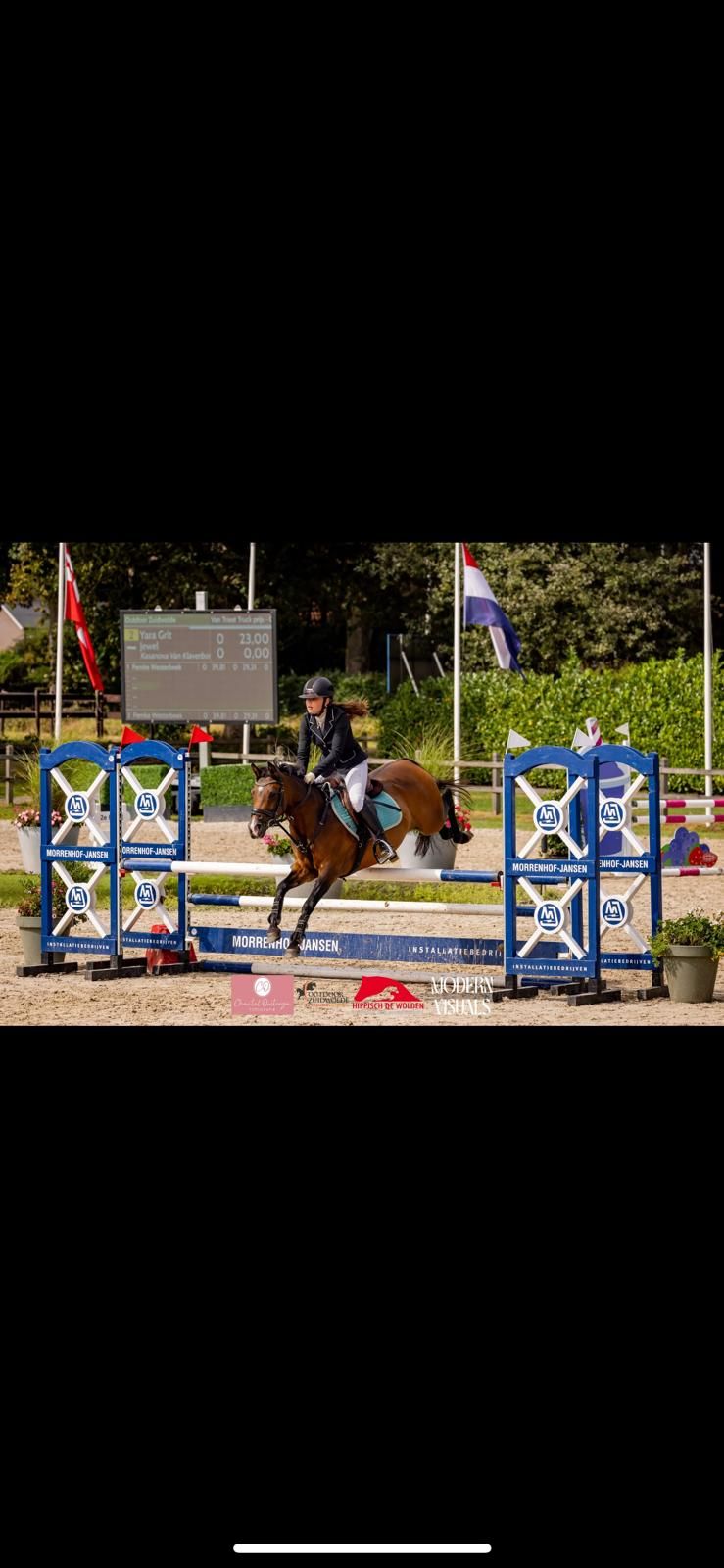 nrps springpony merrie 8 år donkerbruin til salg - Foto 3