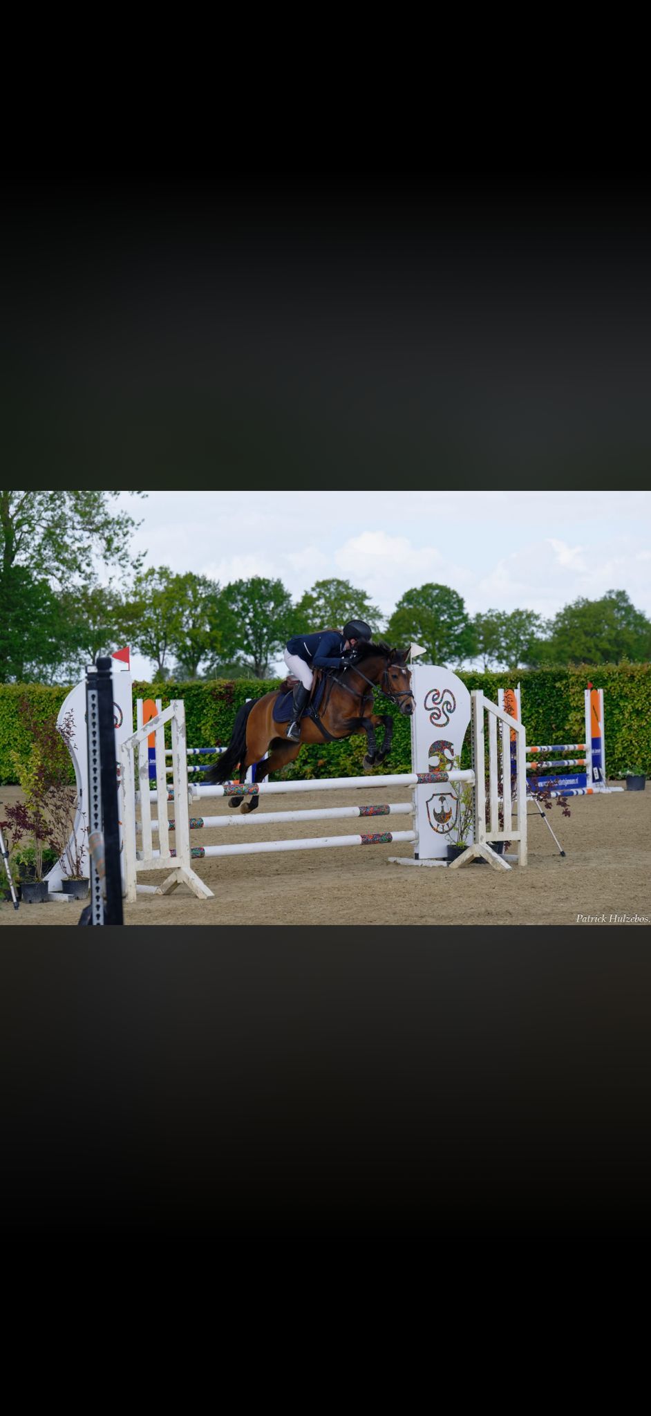 nrps springpony merrie 8 år donkerbruin til salg - Foto 4
