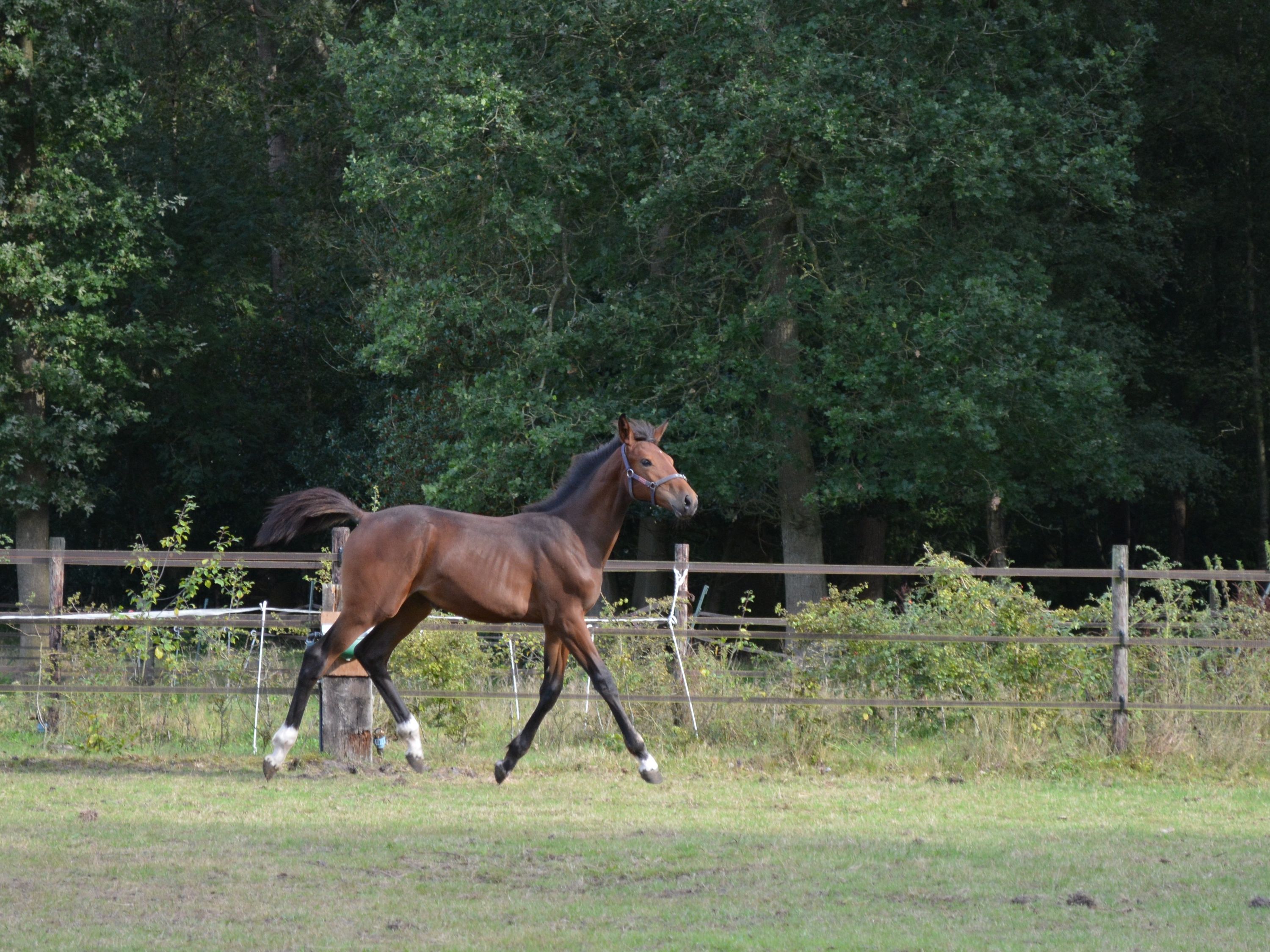 kwpn springpaard merrie 0 år bruin til salg - Foto 2