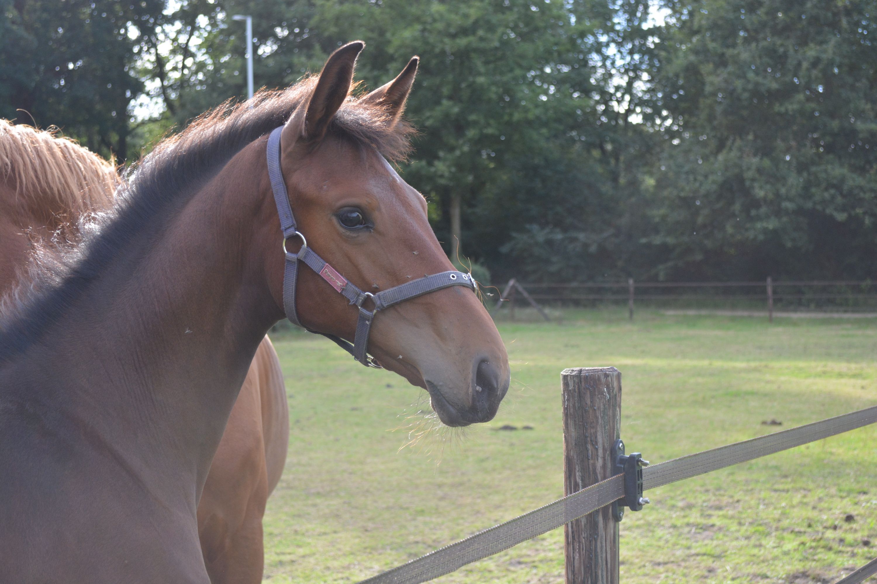 kwpn springpaard merrie 0 år bruin til salg - Foto 3