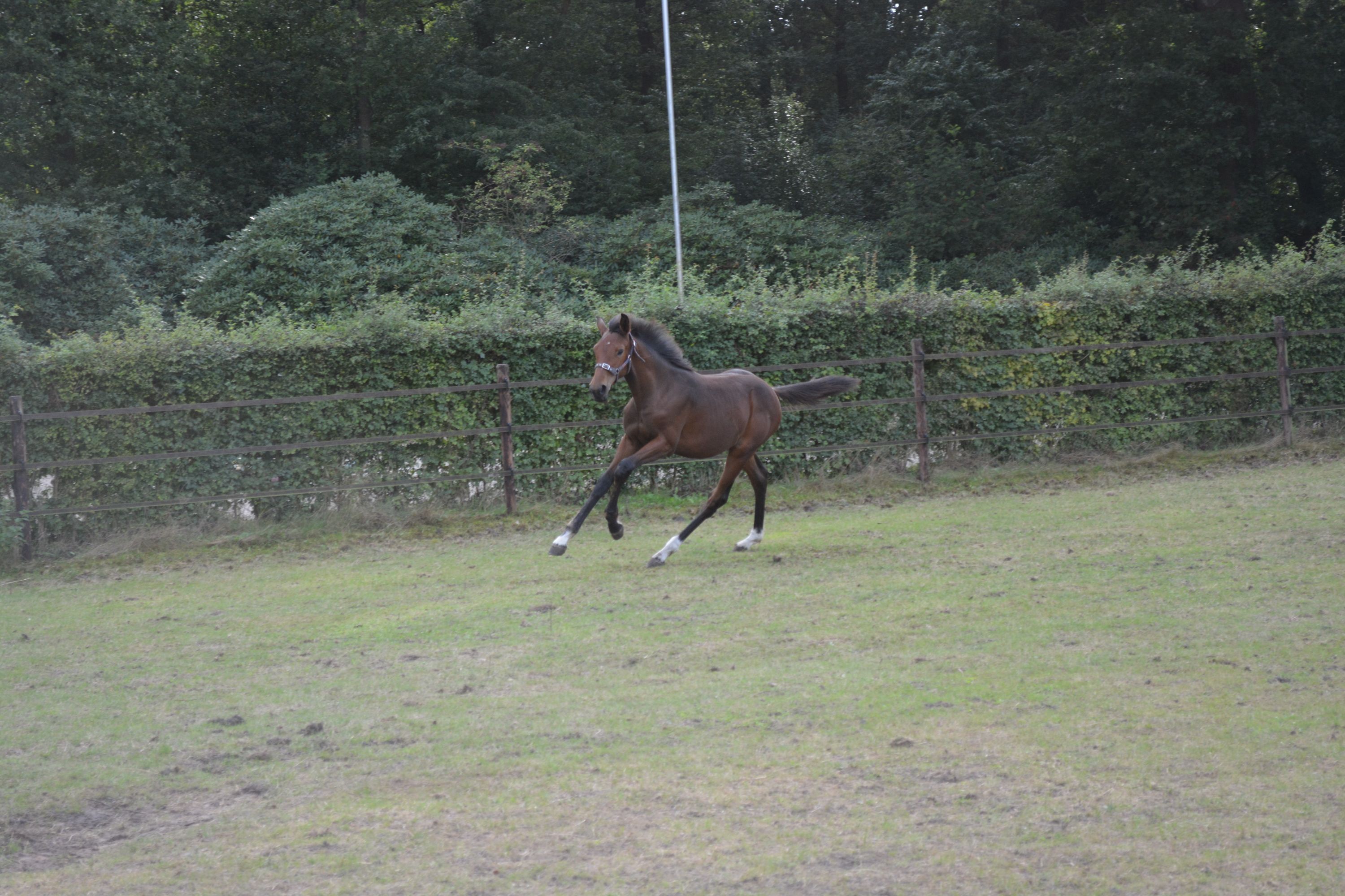 kwpn springpaard merrie 0 år bruin til salg - Foto 4