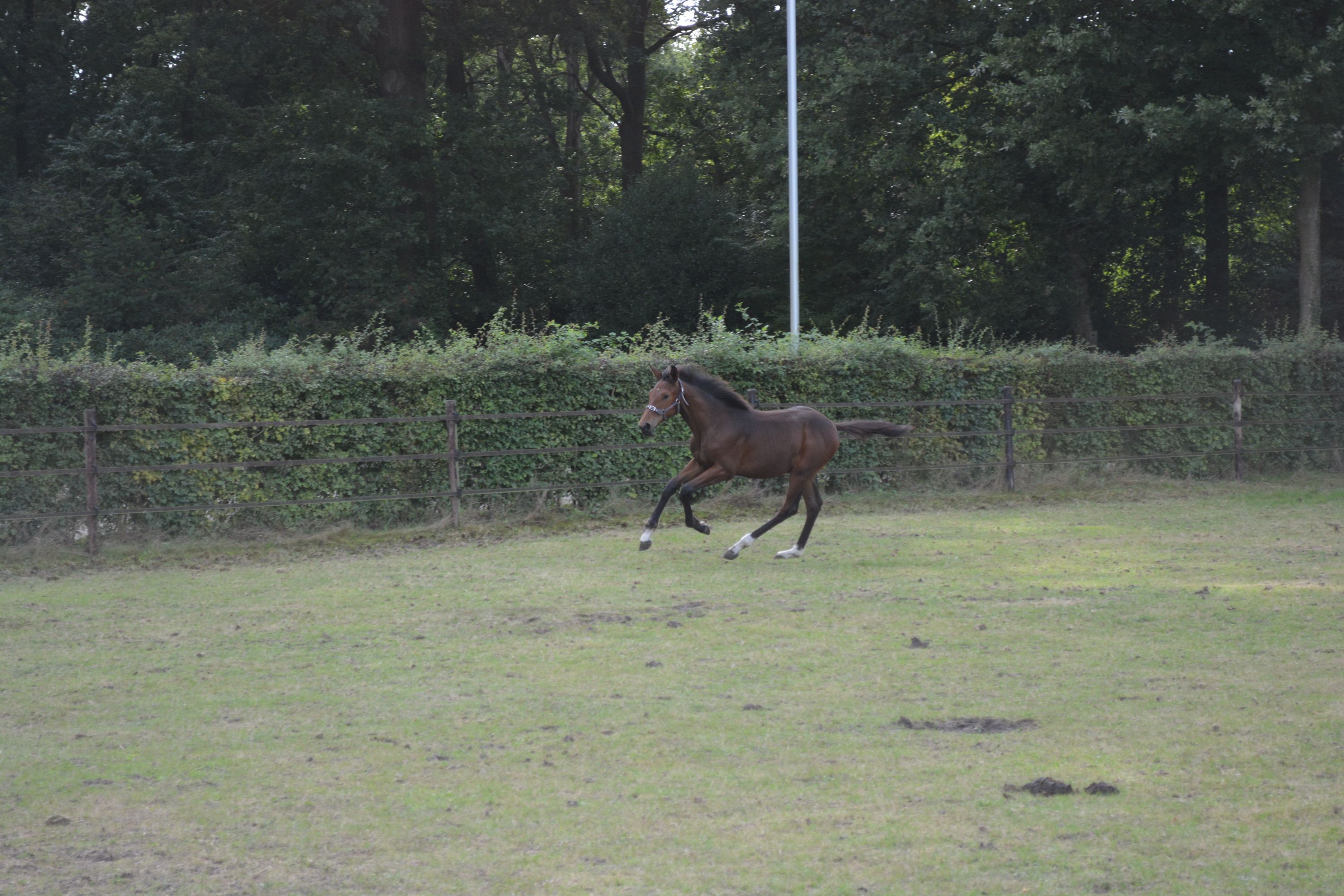 kwpn springpaard merrie 0 år bruin til salg - Foto 5