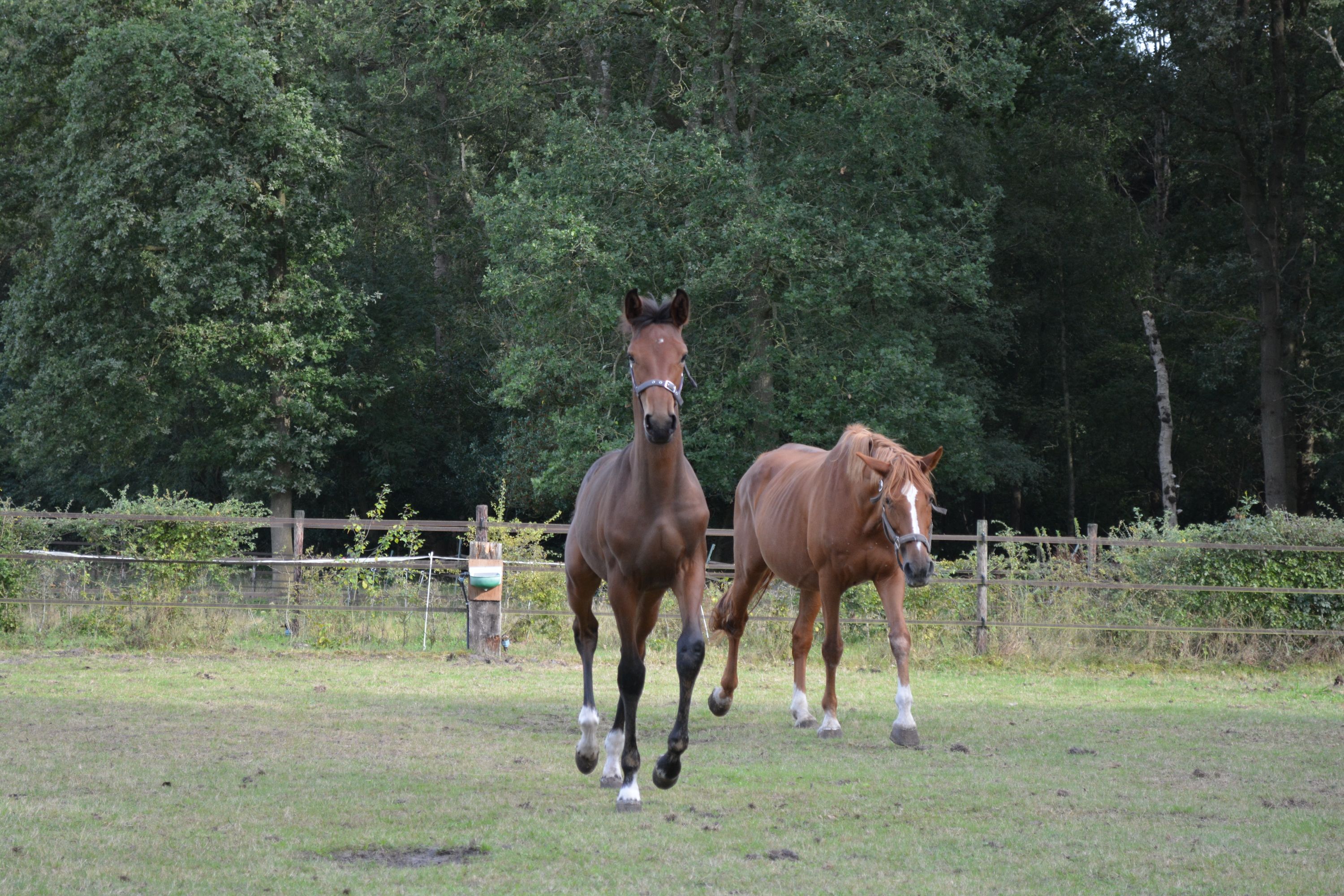 kwpn springpaard merrie 0 år bruin til salg - Foto 6