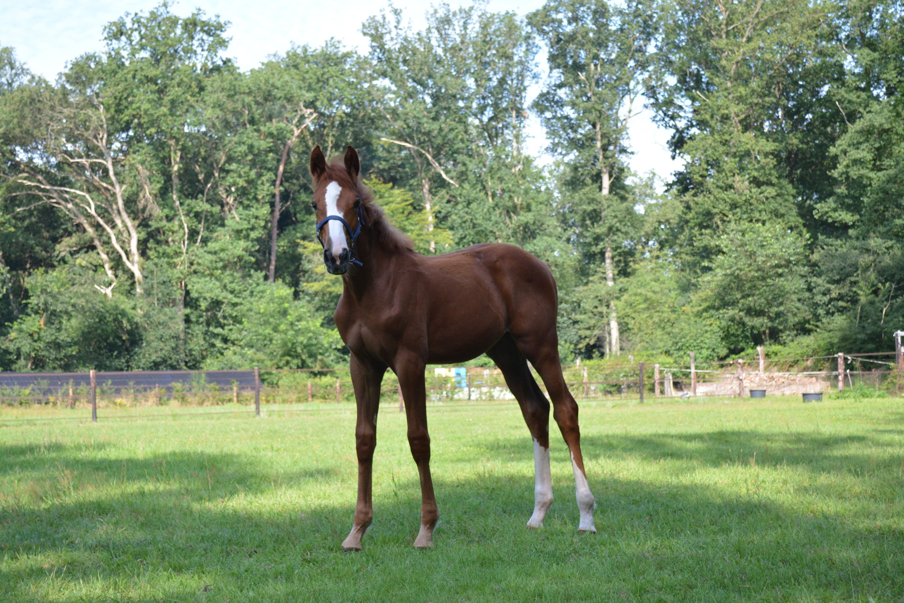 KWPN springpaard Merrie 1 Jahre alt Vos zu verkaufen - Hauptfoto