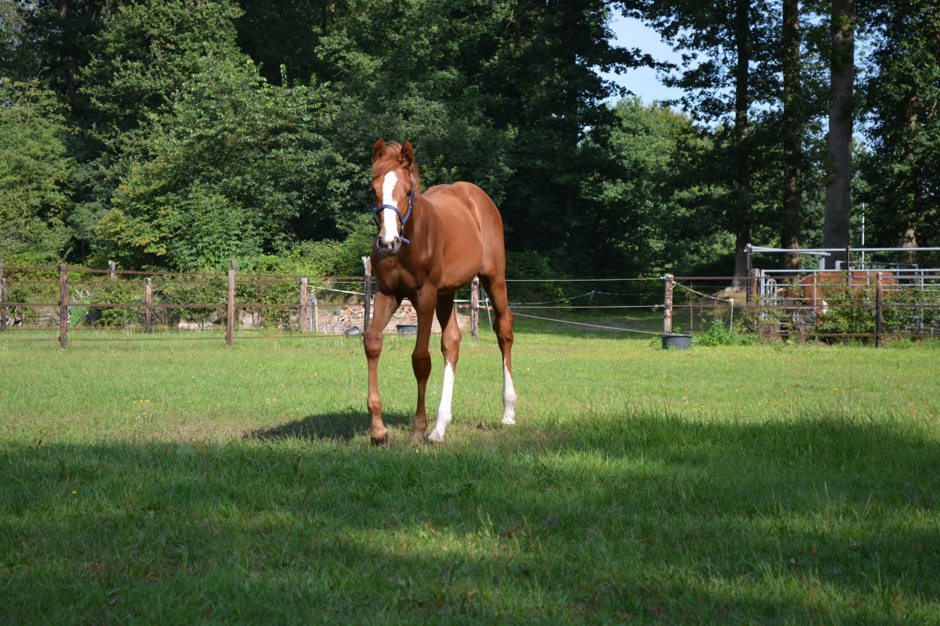 KWPN springpaard Merrie 1 Jahre alt Vos zu verkaufen - Foto 2