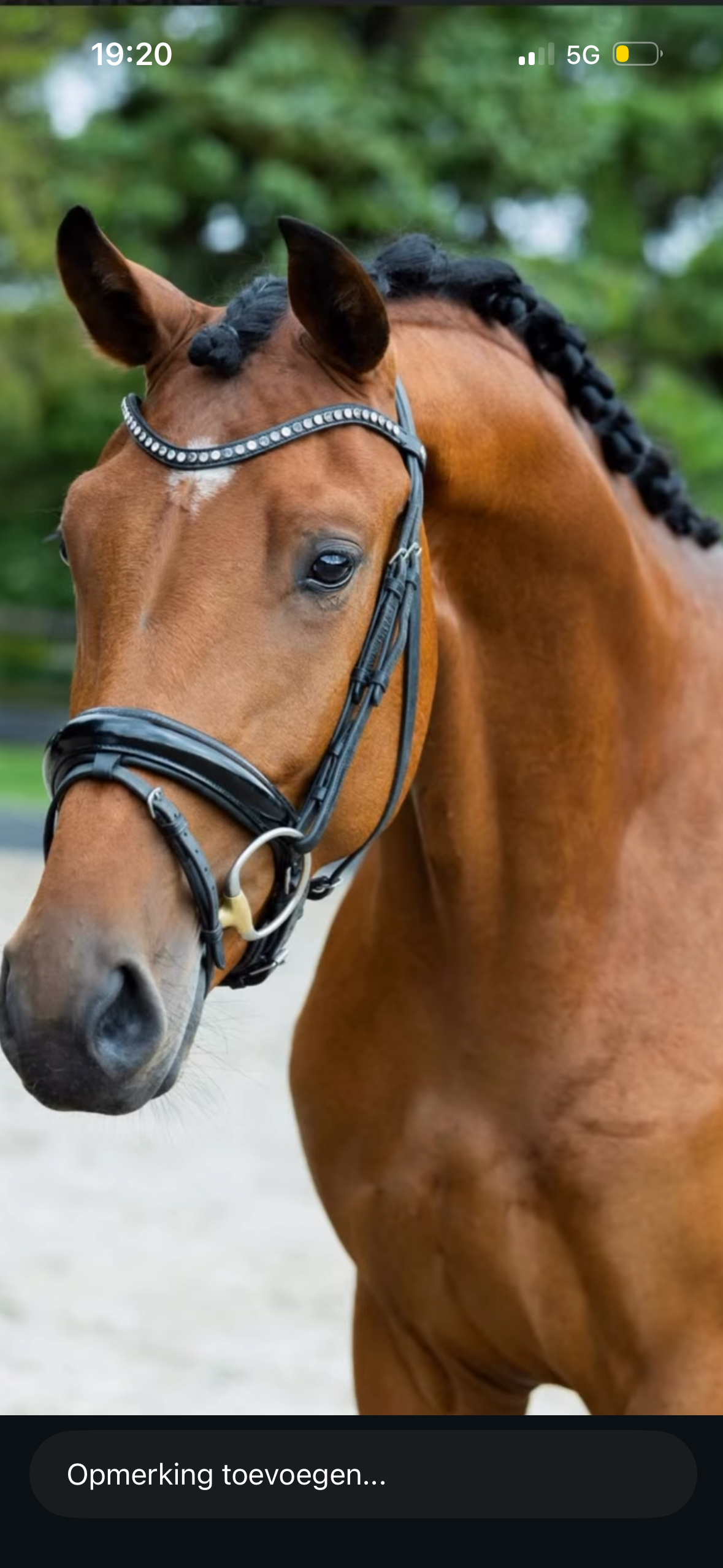 Fynch Hatton X Johnson dressuurpaard ruin 3 ani donkerbruin de vânzare - Foto 3