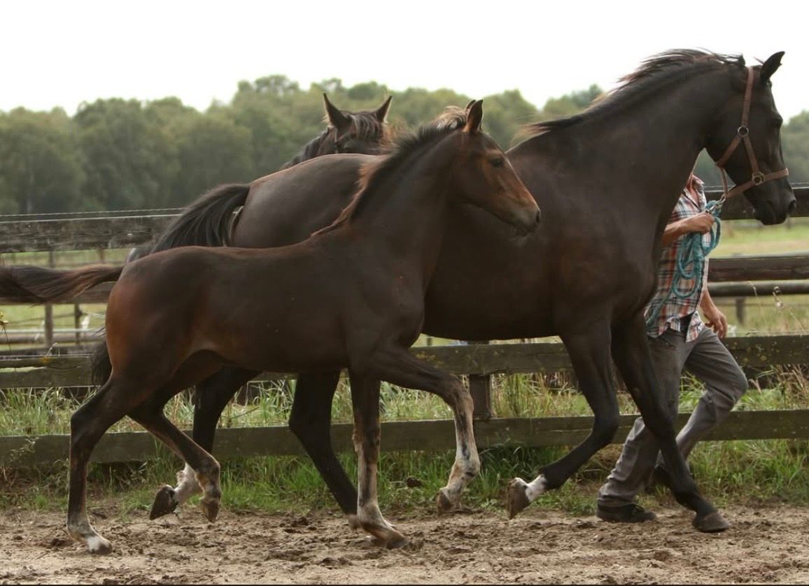 kwpn dressuurpaard merrie 0 Jahre alt bruin zu verkaufen - Foto 2