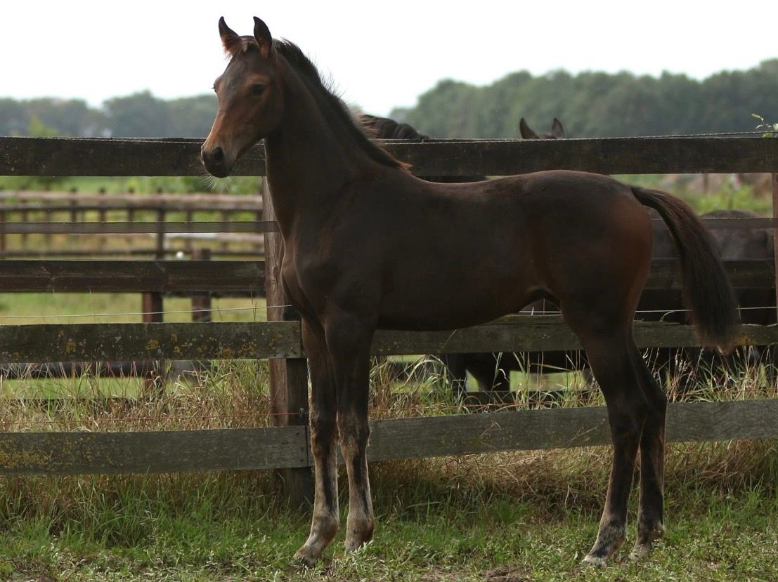 kwpn dressuurpaard merrie 0 Jahre alt bruin zu verkaufen - Foto 3