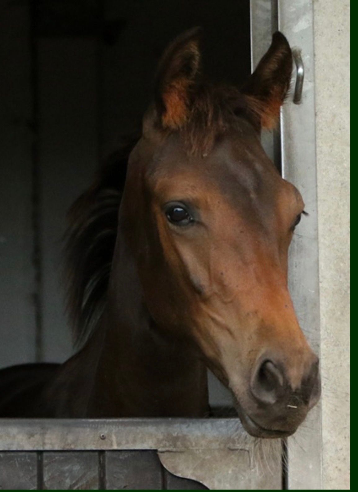 kwpn dressuurpaard merrie 0 Jahre alt bruin zu verkaufen - Foto 4