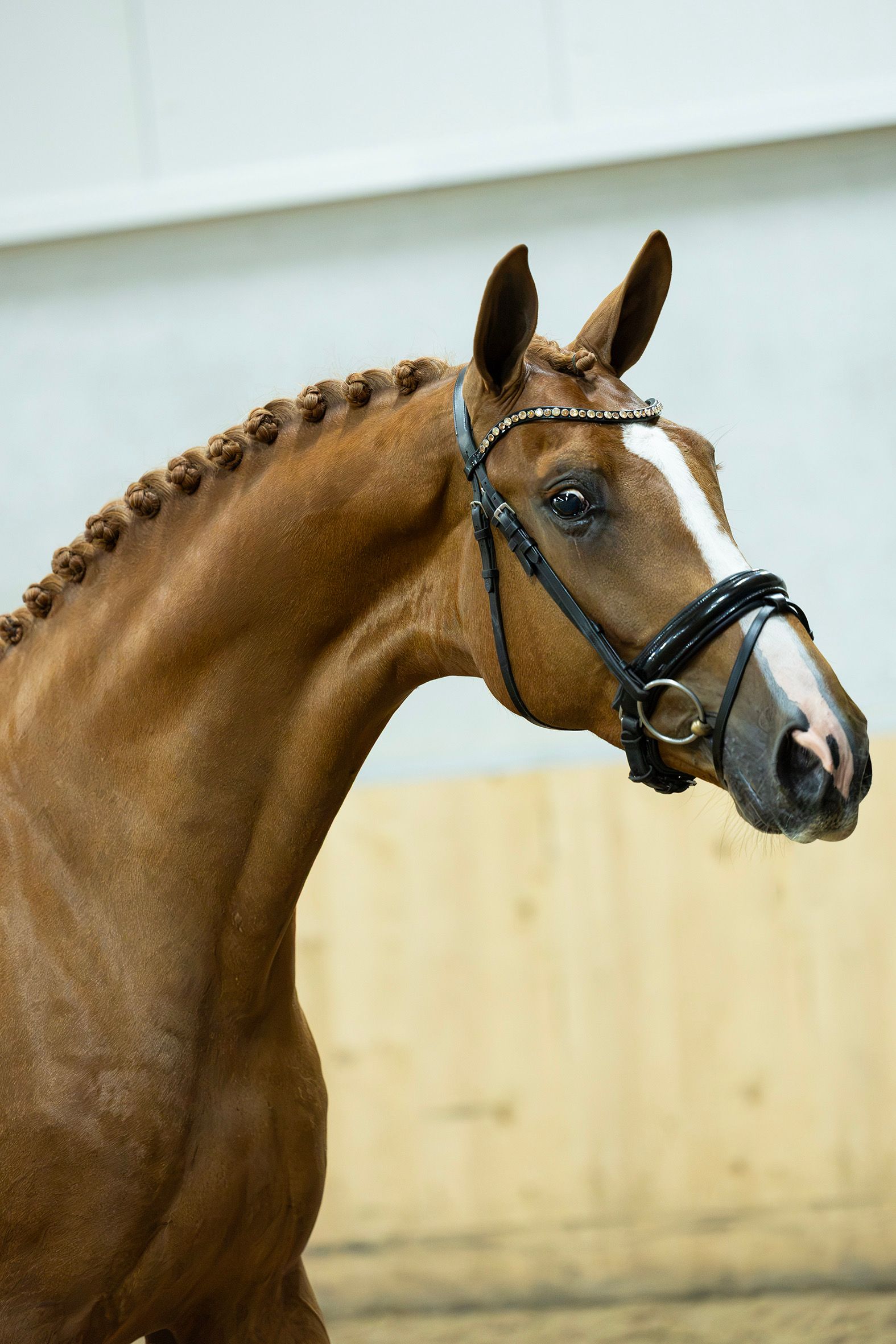 kwpn dressuurpaard merrie 3 Jahre alt vos zu verkaufen - Foto 3