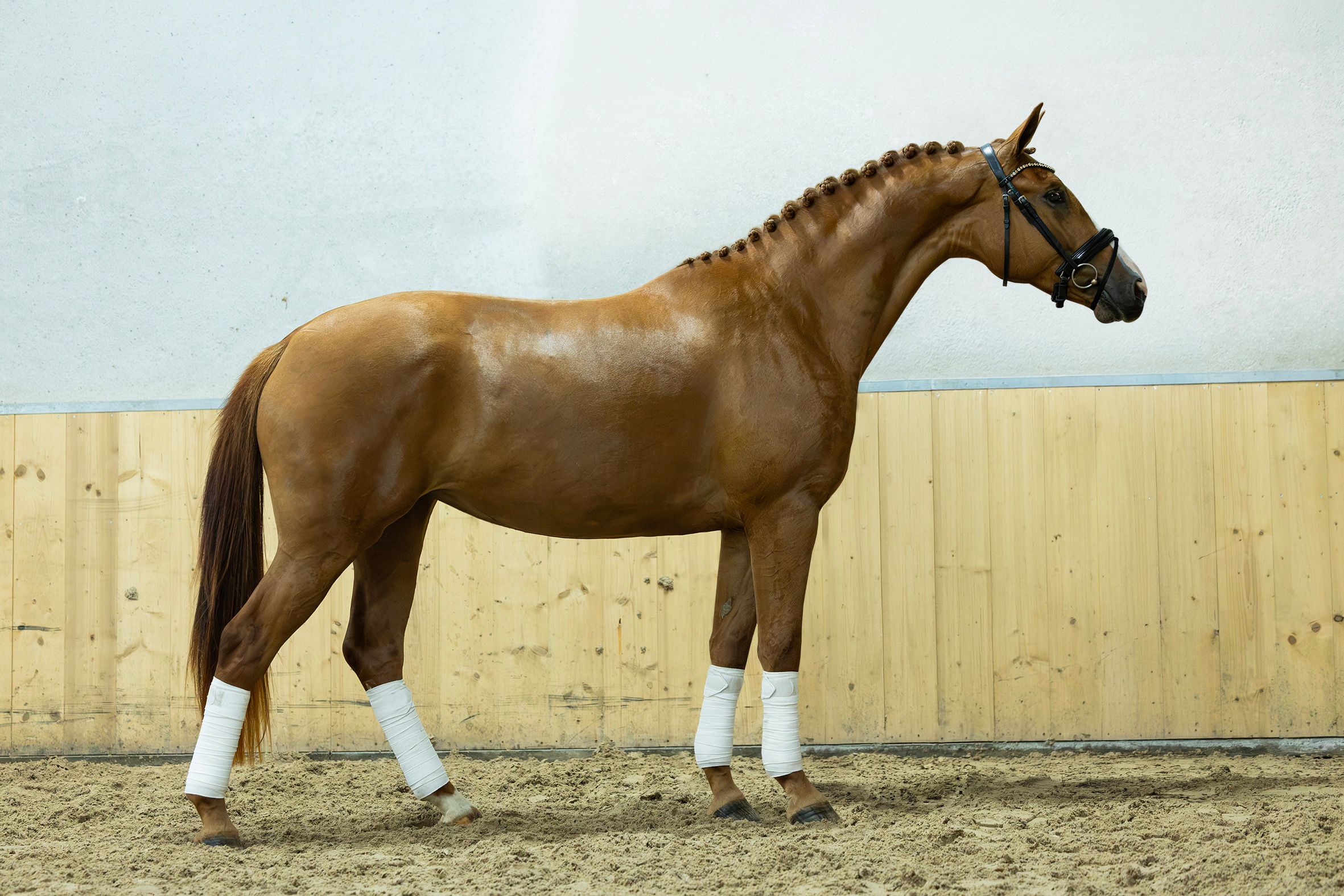 kwpn dressuurpaard merrie 3 Jahre alt vos zu verkaufen - Foto 2