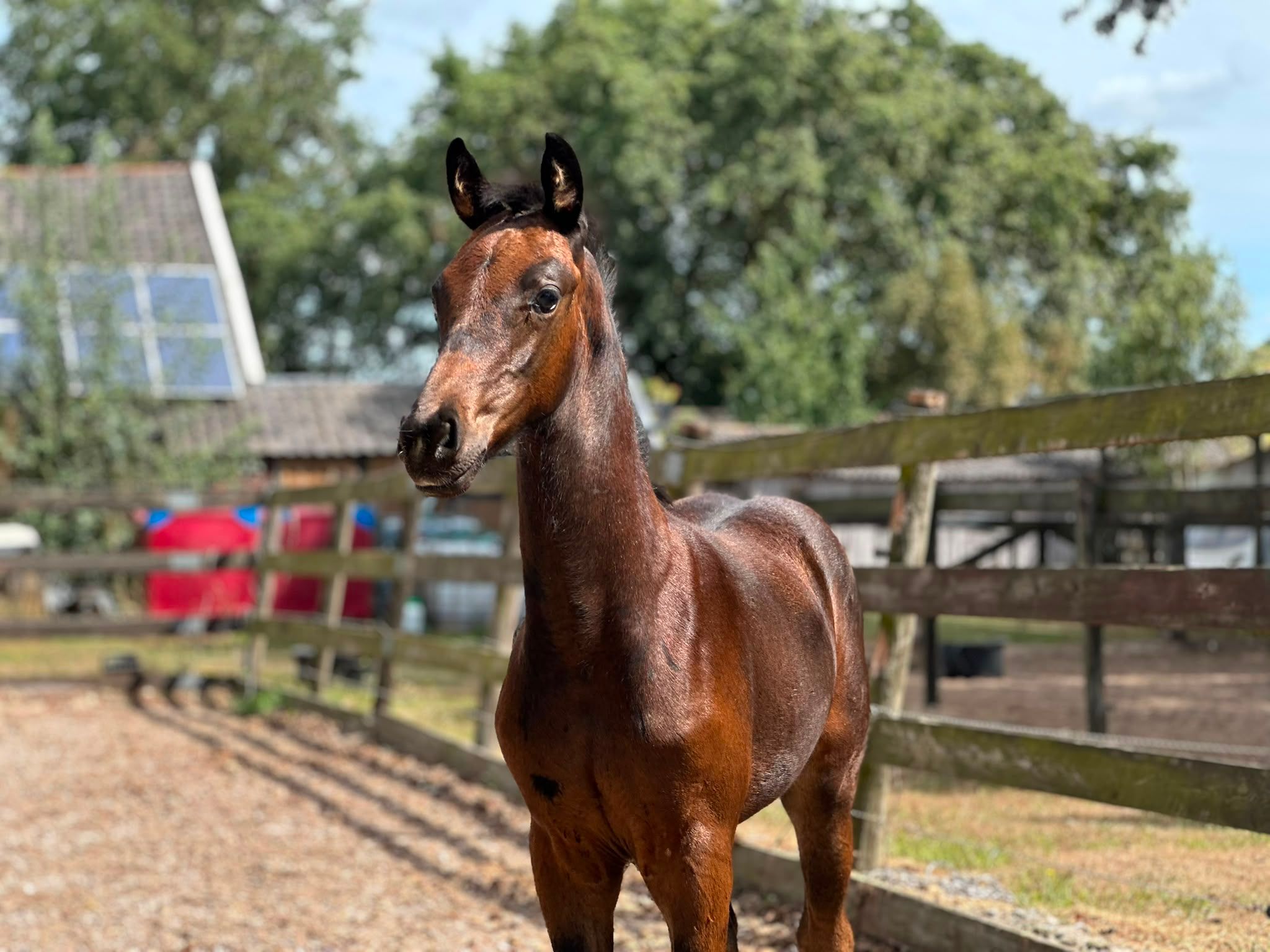 Lovande hingstföl Dutch Dream x elite v. MacMadison