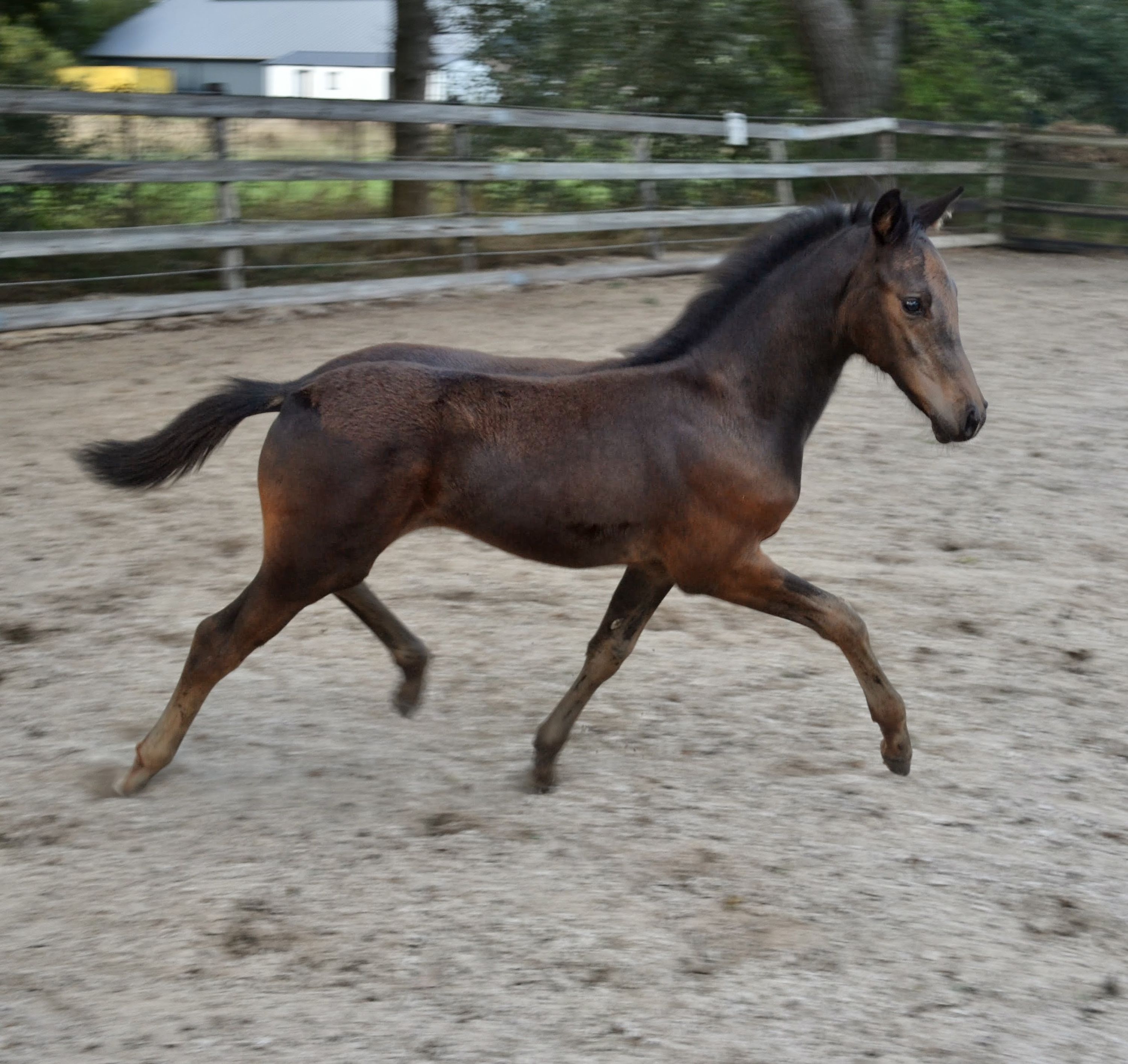 kwpn dressuurpaard hengst 0 Jahre alt donkerbruin zu verkaufen - Foto 2
