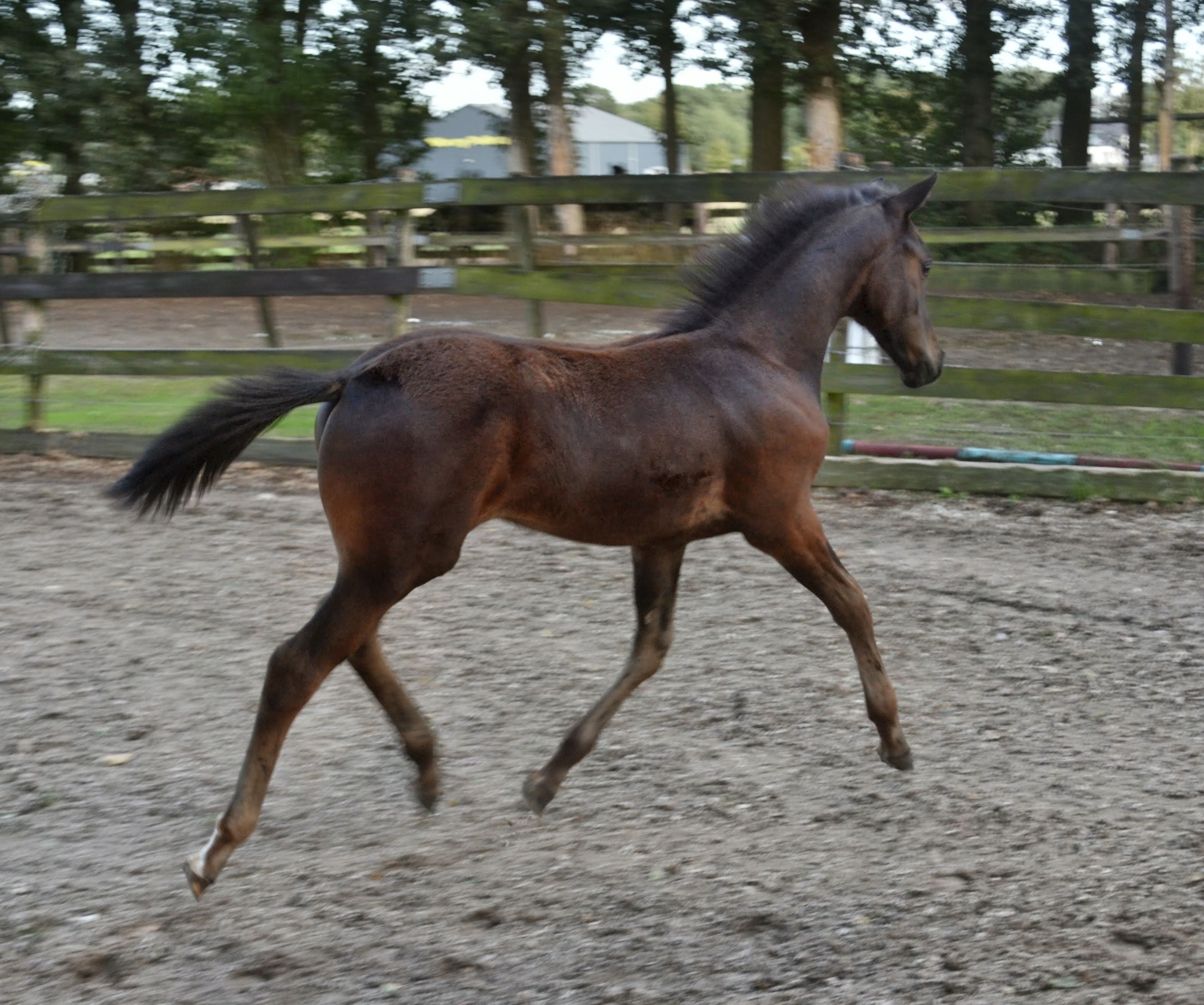 kwpn dressuurpaard hengst 0 Jahre alt donkerbruin zu verkaufen - Foto 4