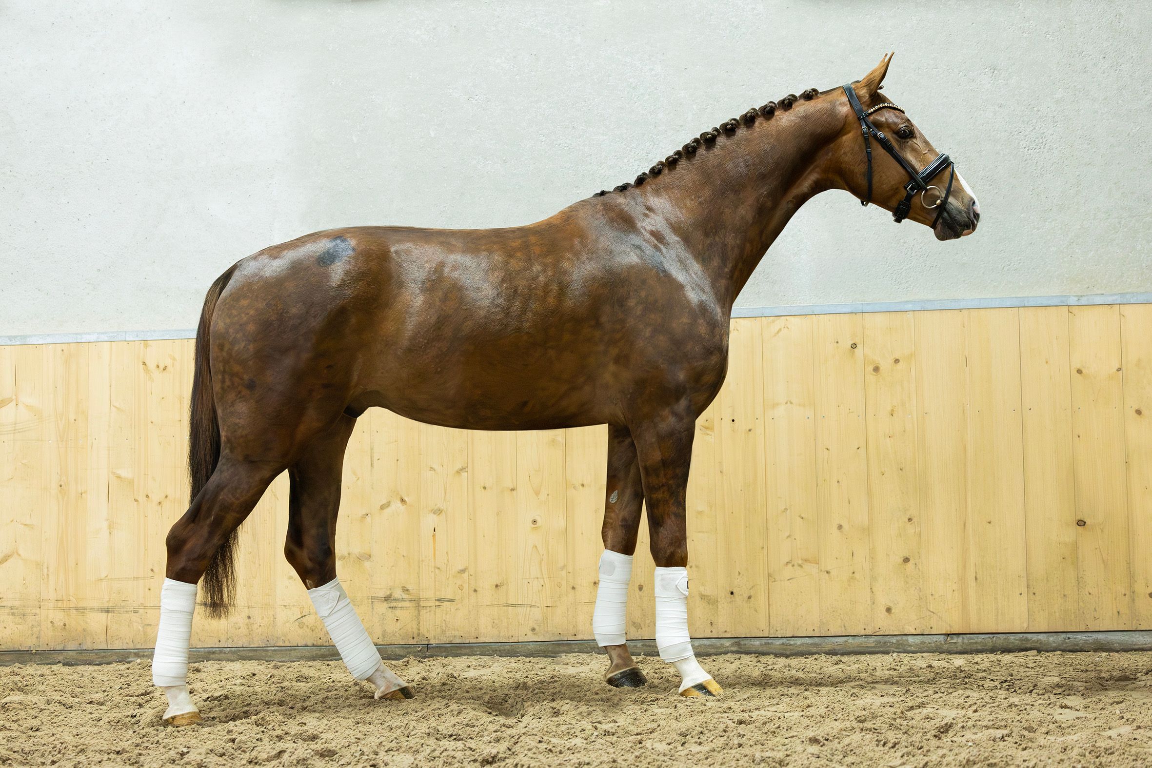 dressuurpaard ruin 4 år andere-kleur til salg - Foto 2