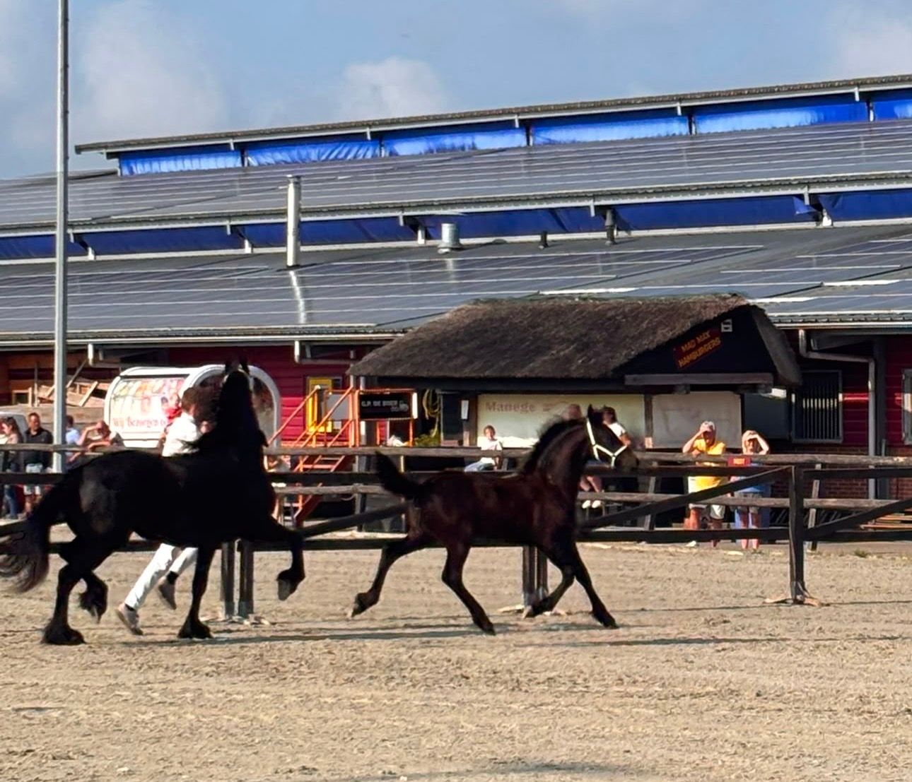 fries merrie 0 år zwart til salgs - Foto 3