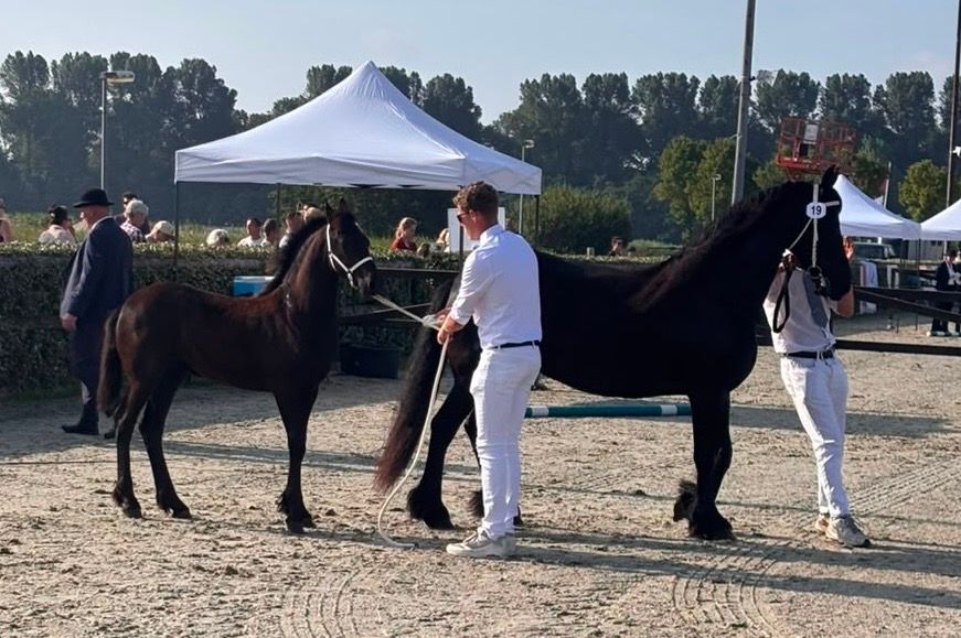 fries merrie 0 år zwart til salgs - Foto 4