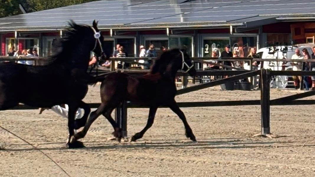 fries merrie 0 år zwart til salgs - Foto 6