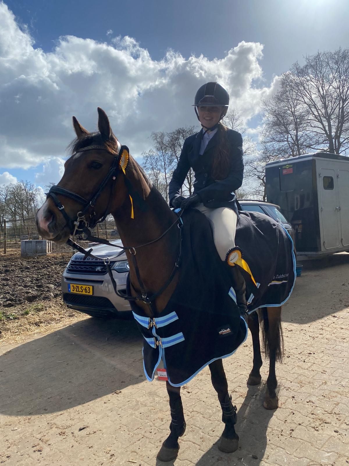 nrps springpony merrie 8 år donkerbruin til salg - Foto 5