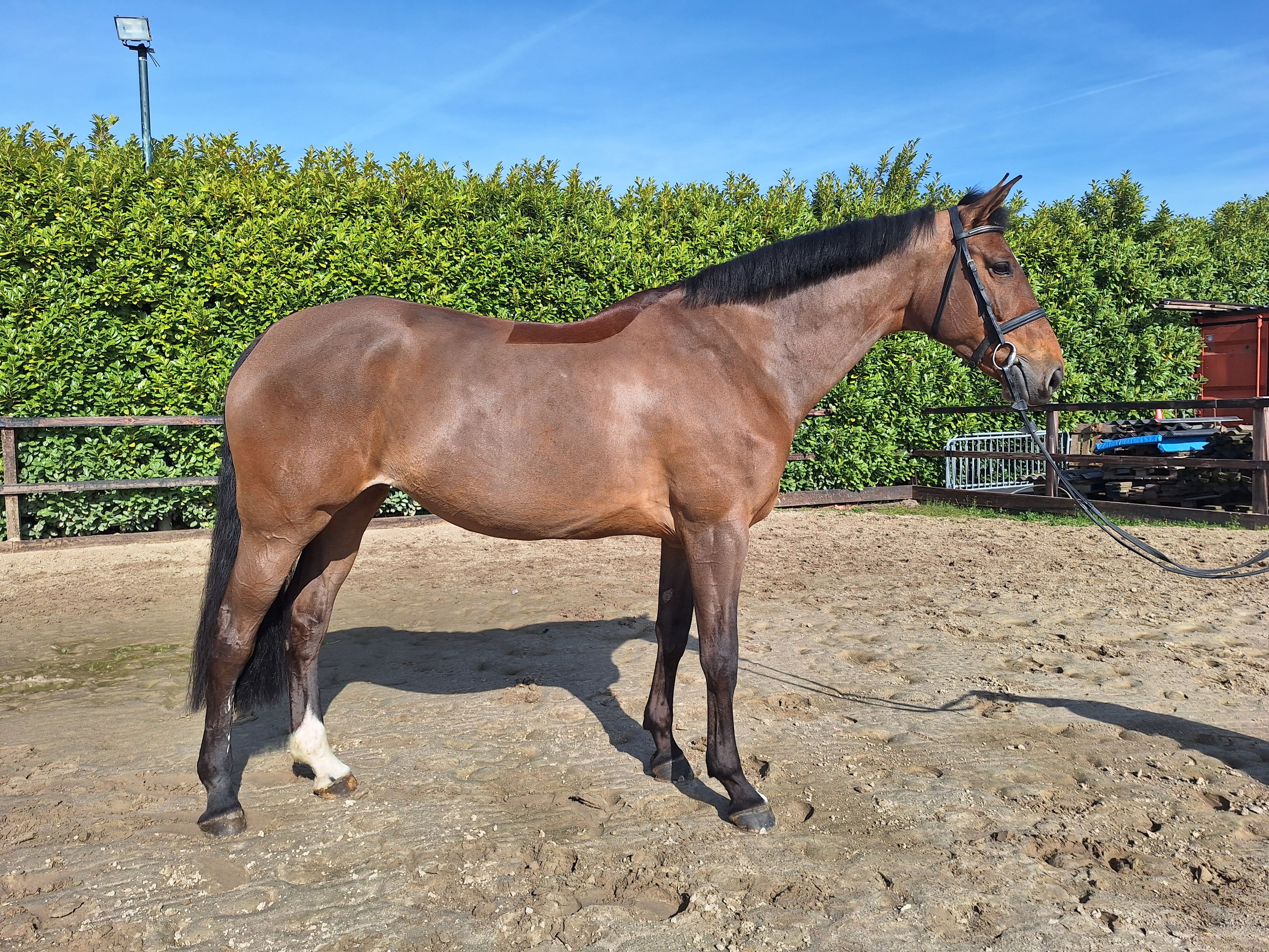 7 jarige merrie Gasphar