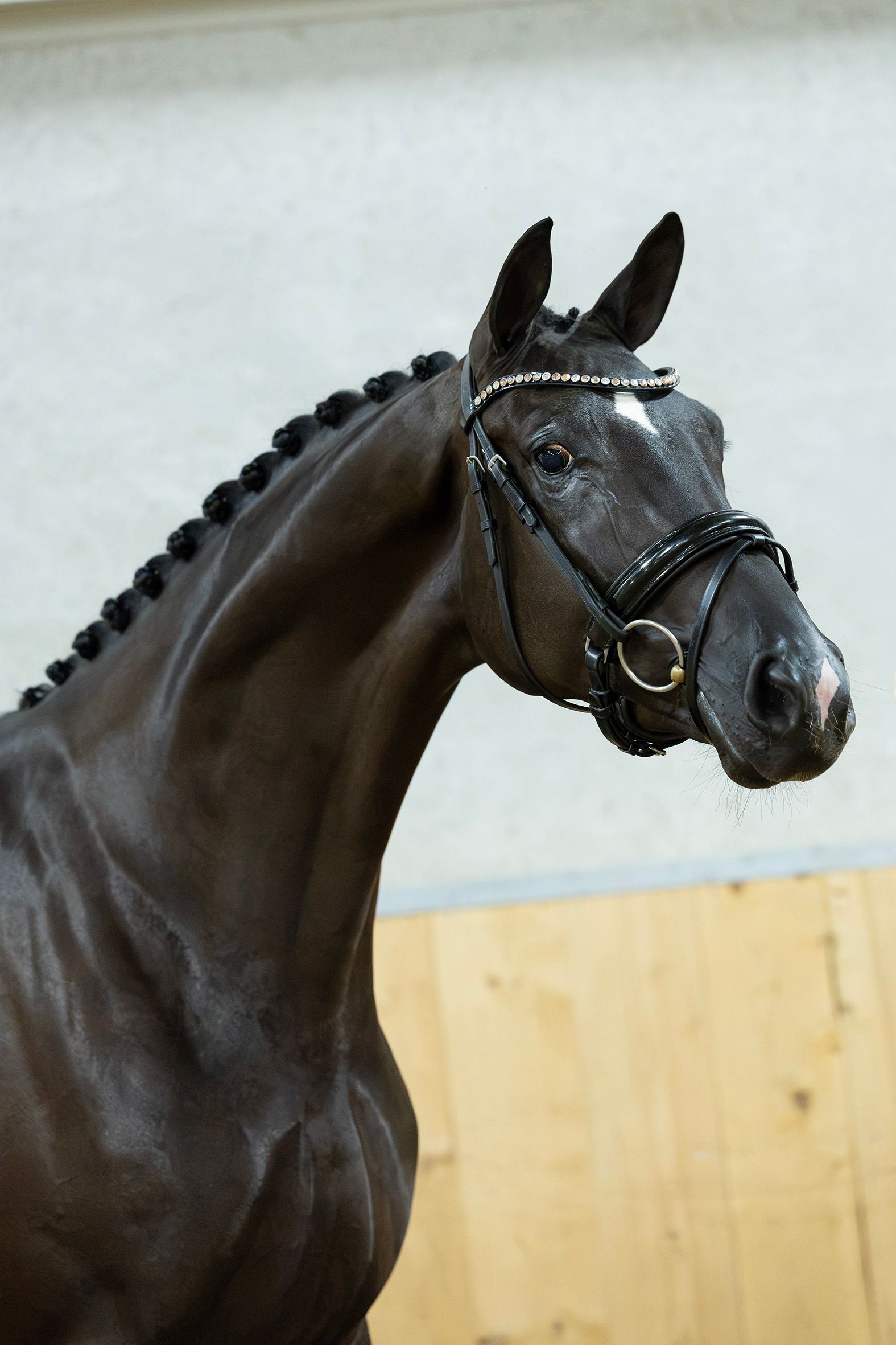 Especial yegua negra STER de 3 años