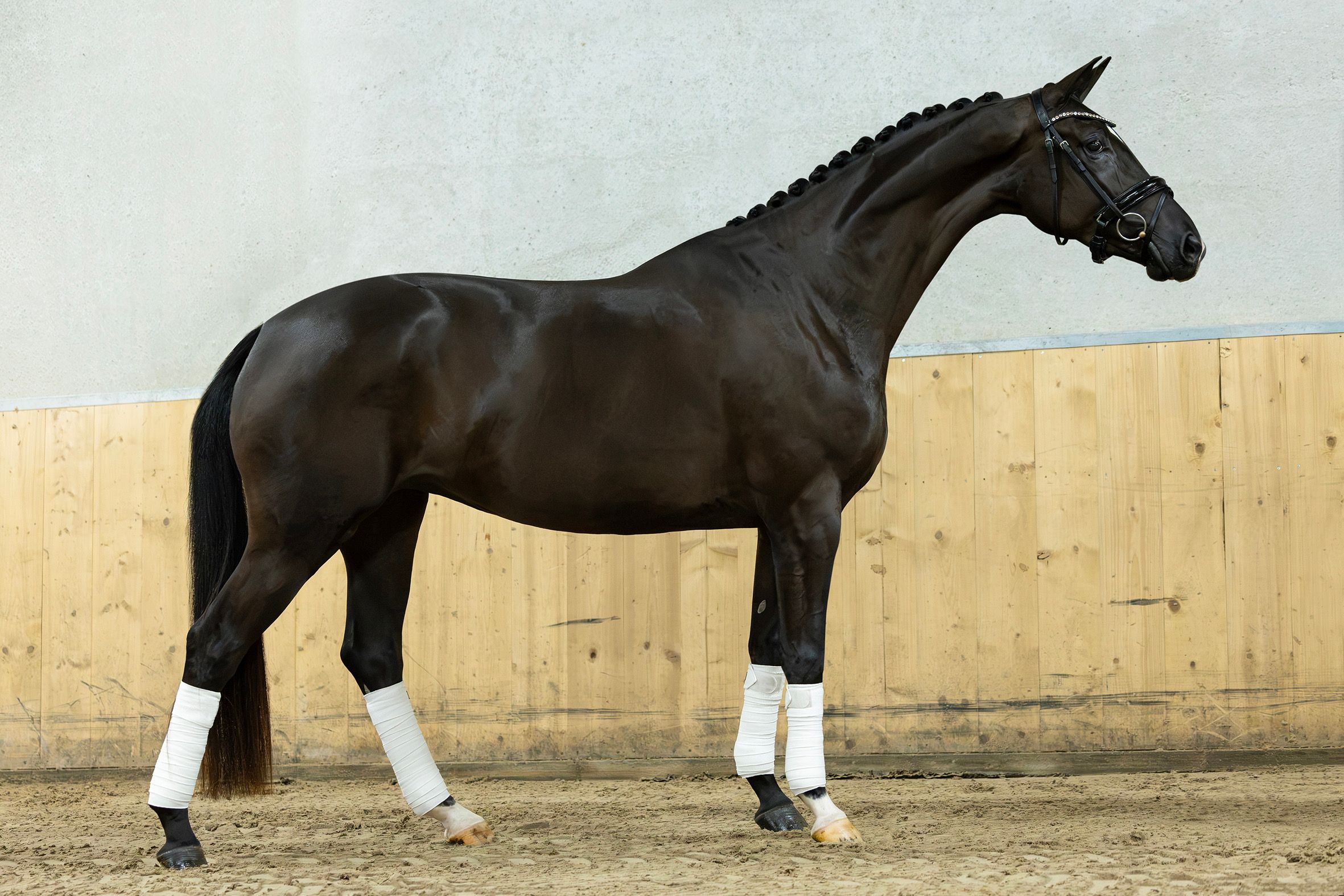 kwpn dressuurpaard merrie 3 years old zwart for sale - Photo 2