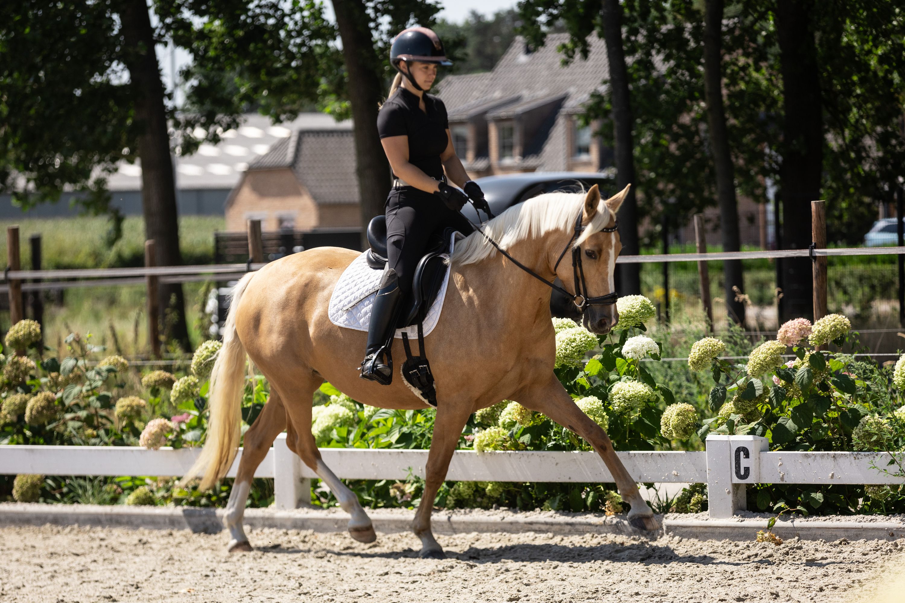 Wunderschönes Pony ist bereit für seine Dressurkarriere!