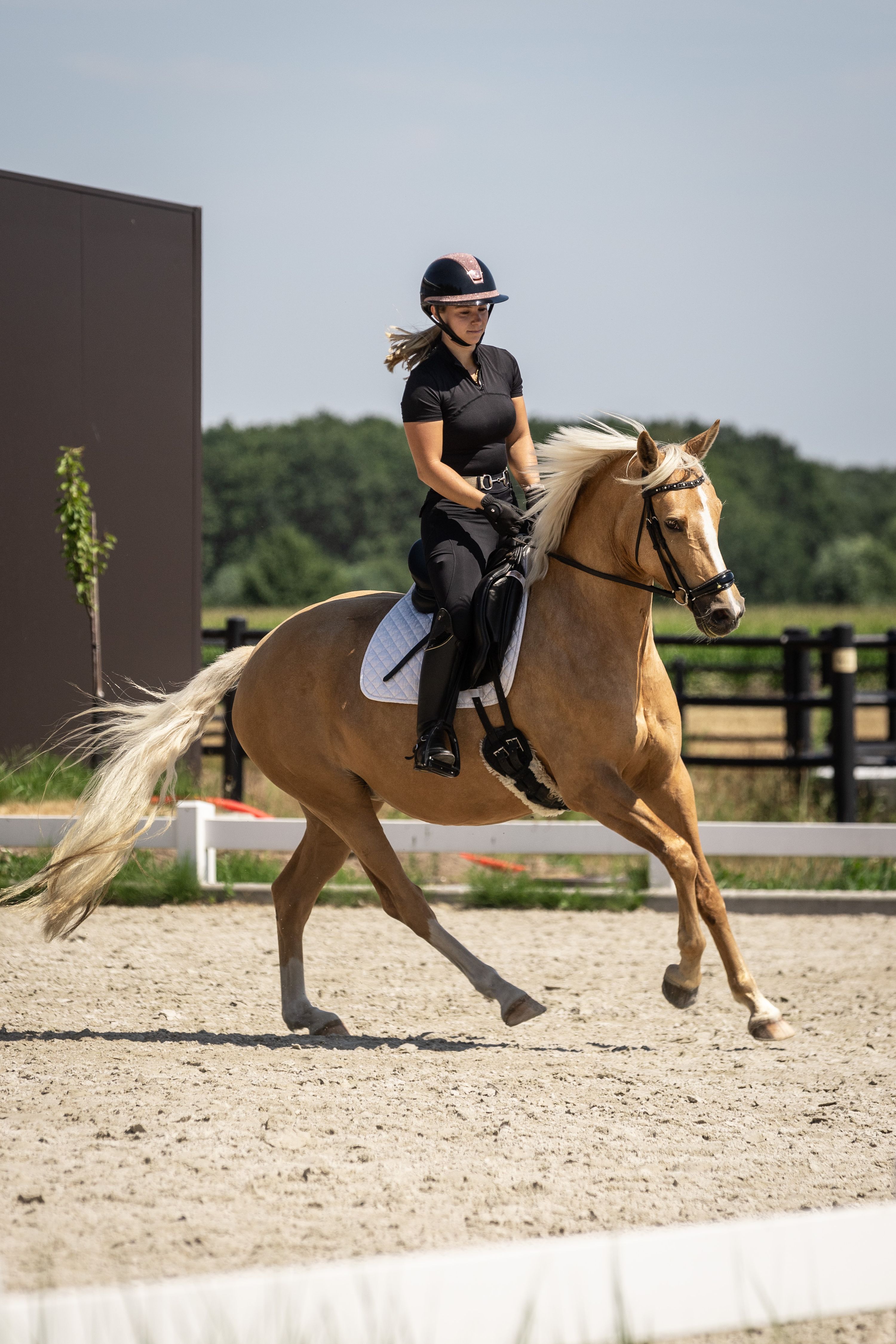 bwp dressuurpony merrie 4 Jahre alt palomino zu verkaufen - Foto 5