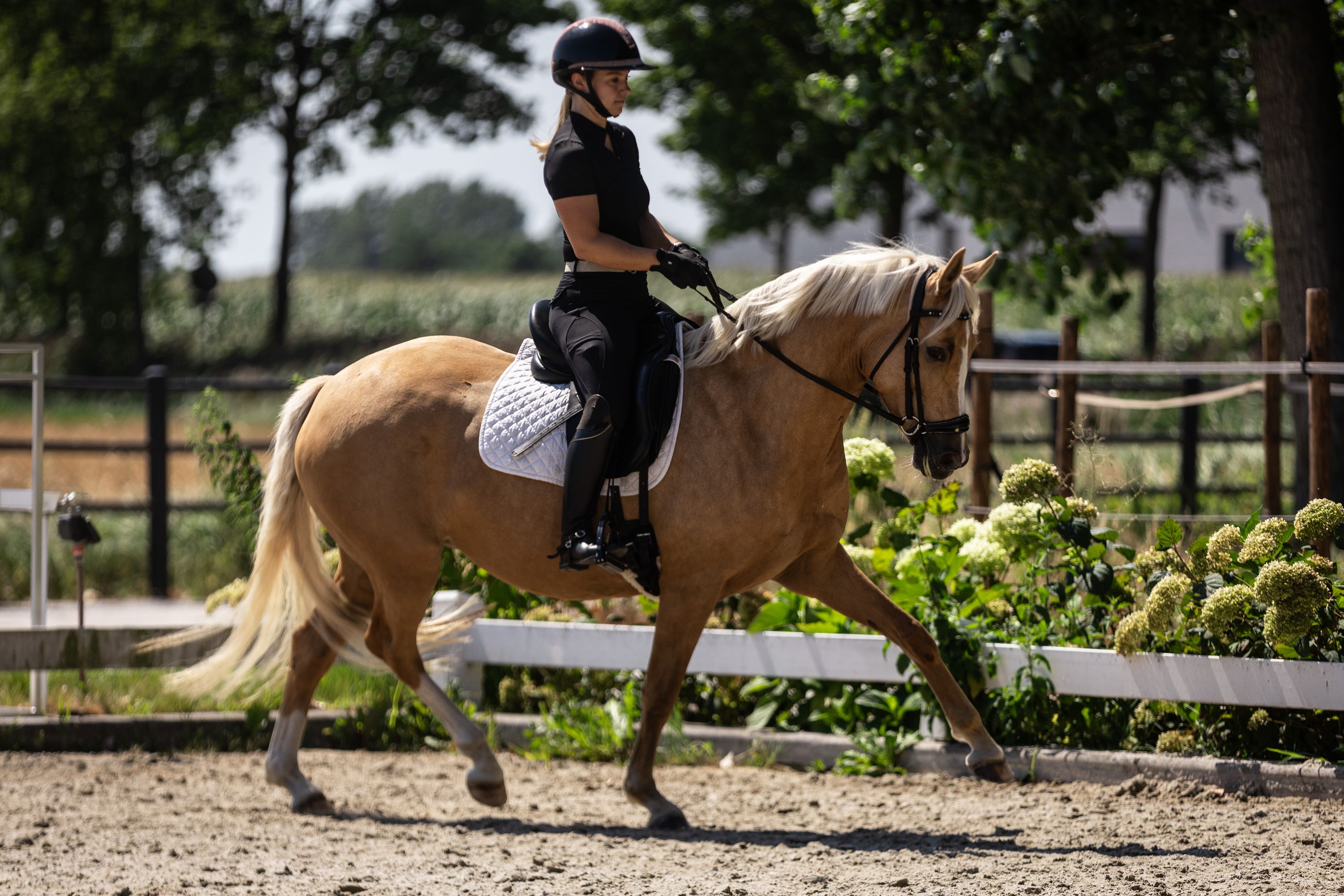 bwp dressuurpony merrie 4 Jahre alt palomino zu verkaufen - Foto 2