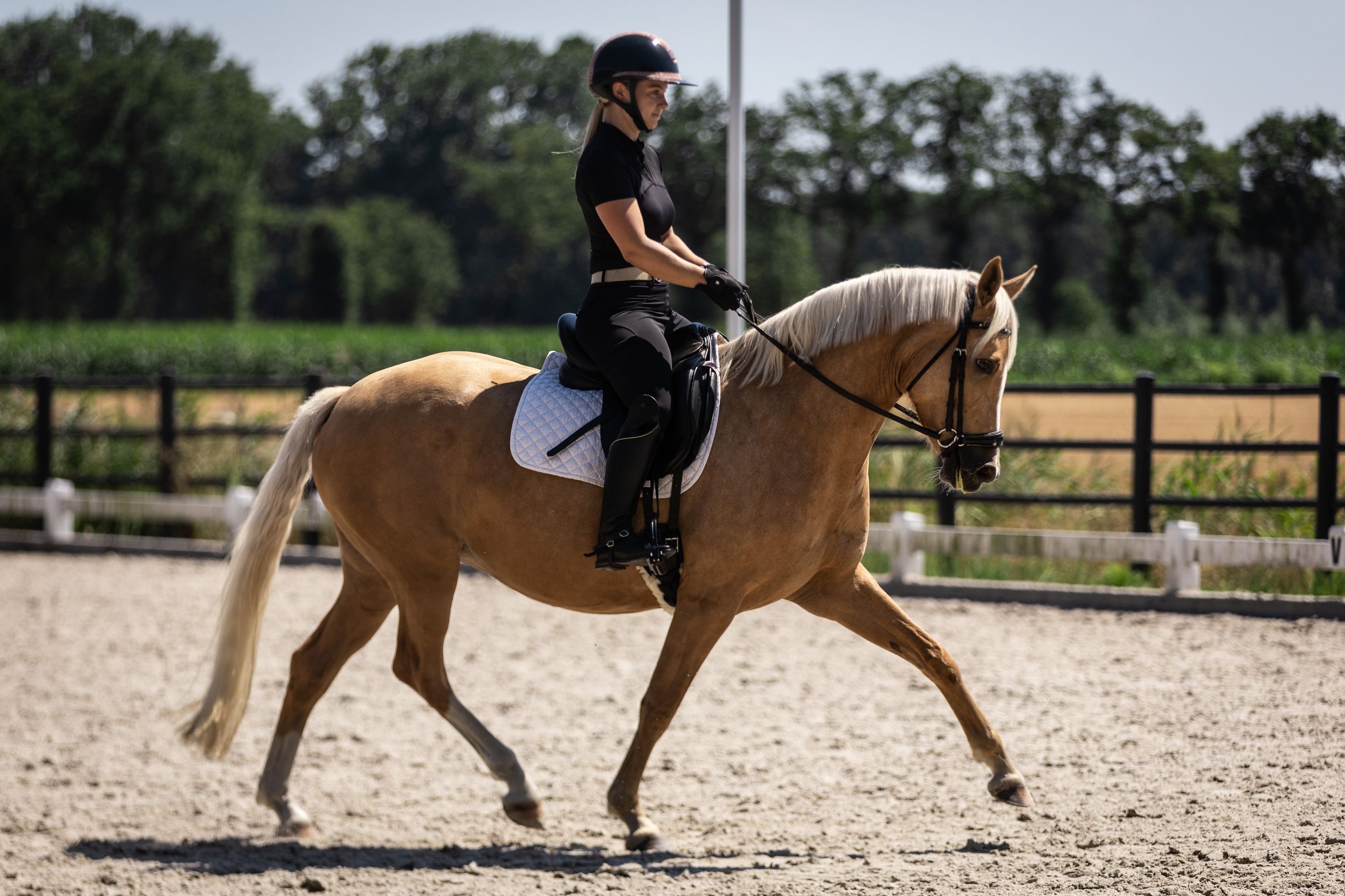 bwp dressuurpony merrie 4 Jahre alt palomino zu verkaufen - Foto 3