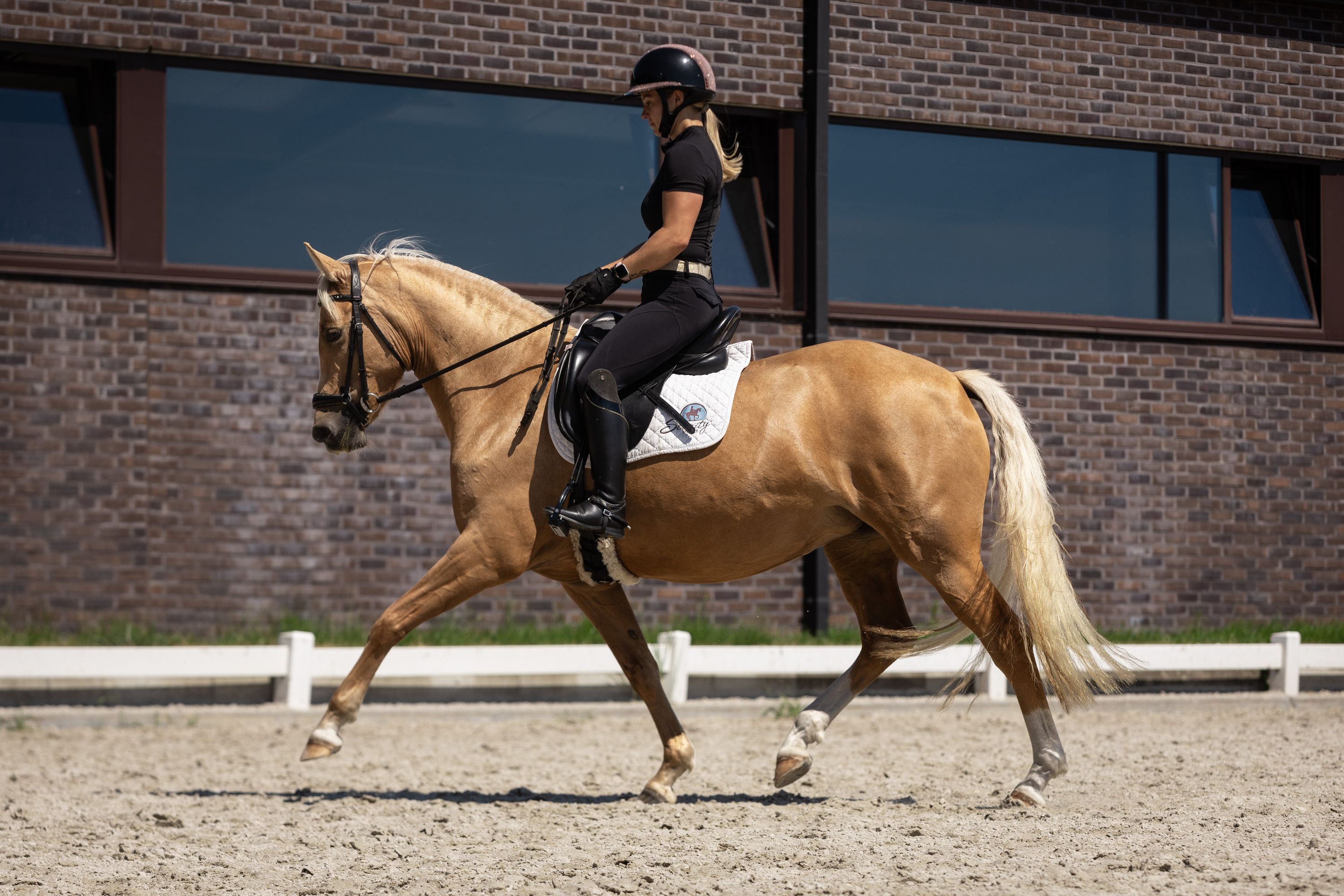 bwp dressuurpony merrie 4 Jahre alt palomino zu verkaufen - Foto 6