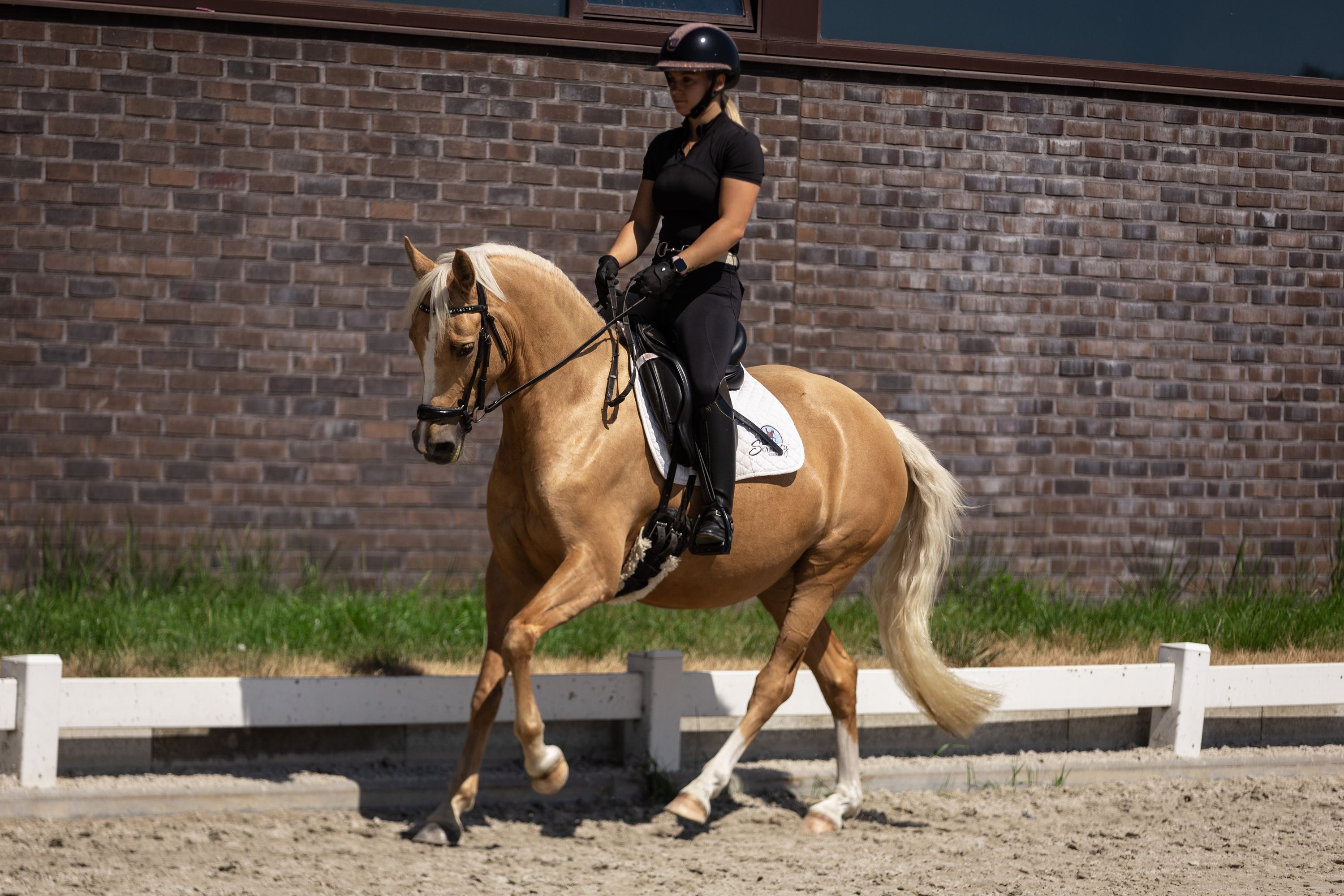 bwp dressuurpony merrie 4 Jahre alt palomino zu verkaufen - Foto 4