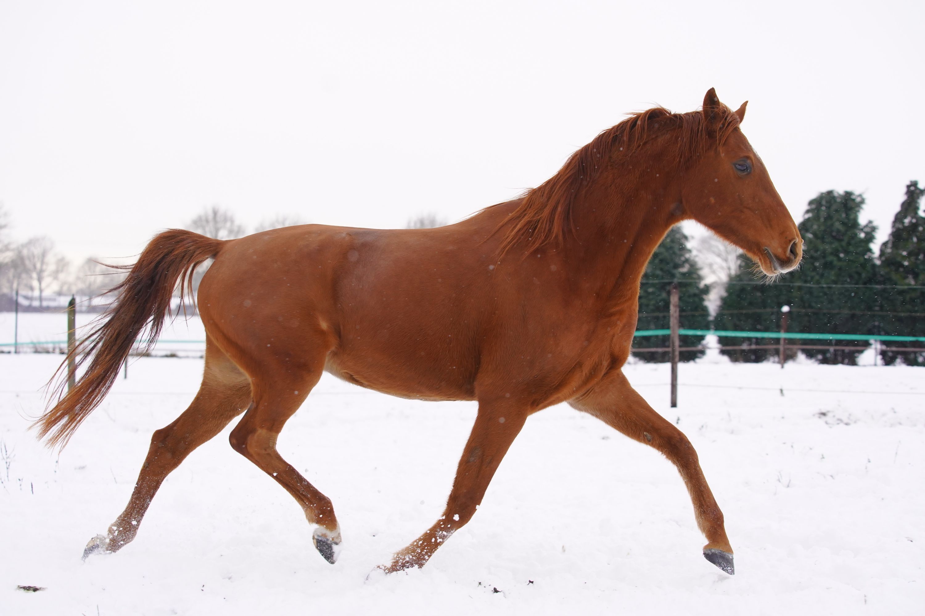 Sweet 6-year-old gelding