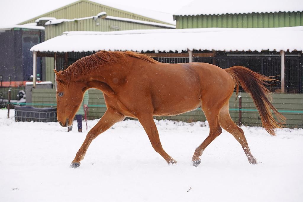 arabier pony ruin 6 years old vos for sale - Photo 2