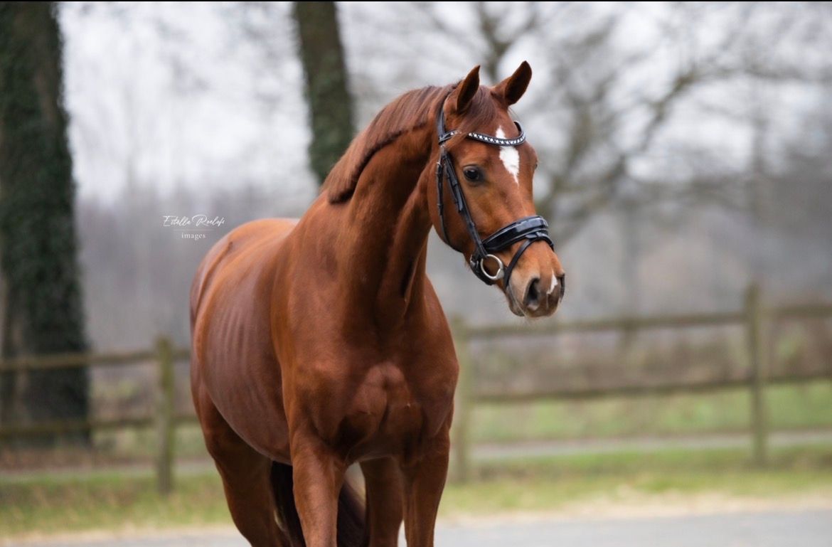 Lovely 5-year-old mare Lantanas x Uphill