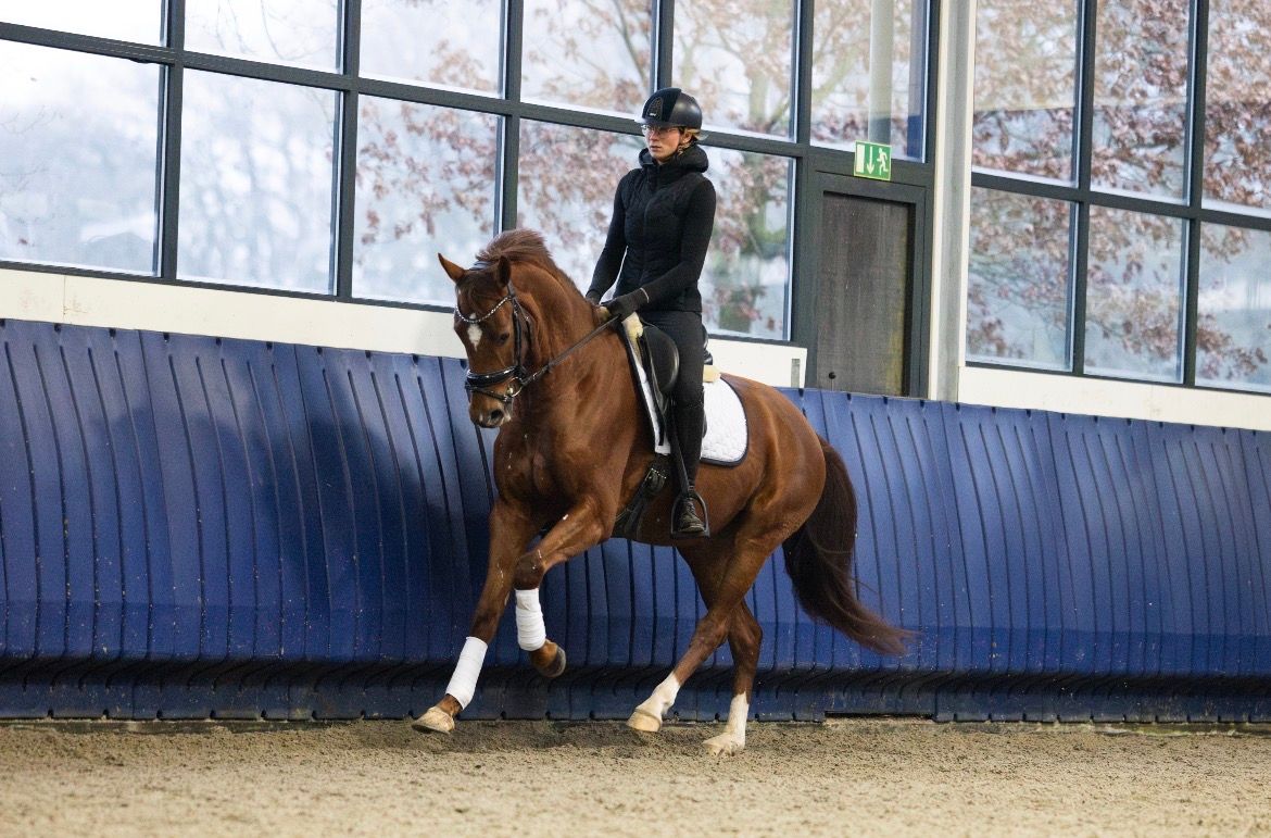 kwpn dressuurpaard merrie 5 years old andere-kleur for sale - Photo 2