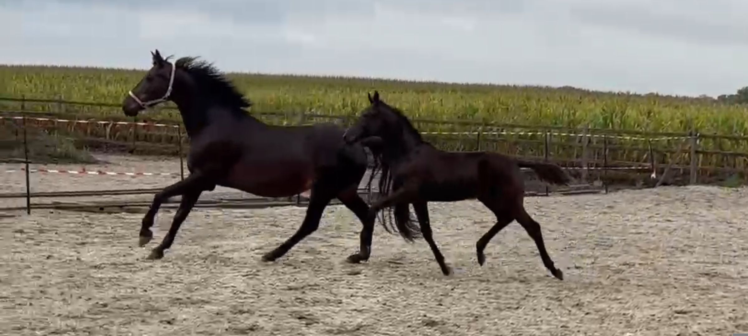 Pregnant broodmare 8 years. For Gribaldi x United.