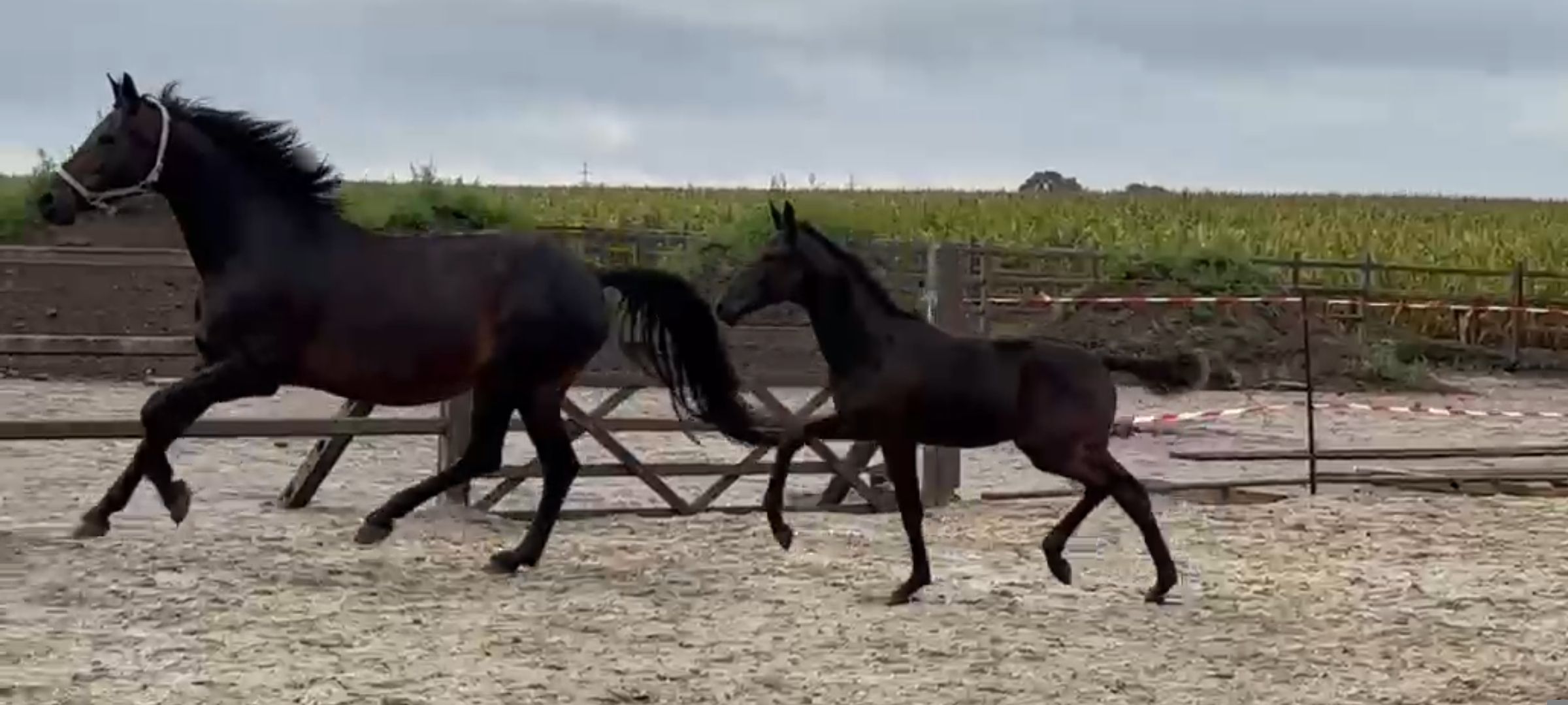 kwpn dressuurpaard merrie 8 years old donkerbruin for sale - Photo 2
